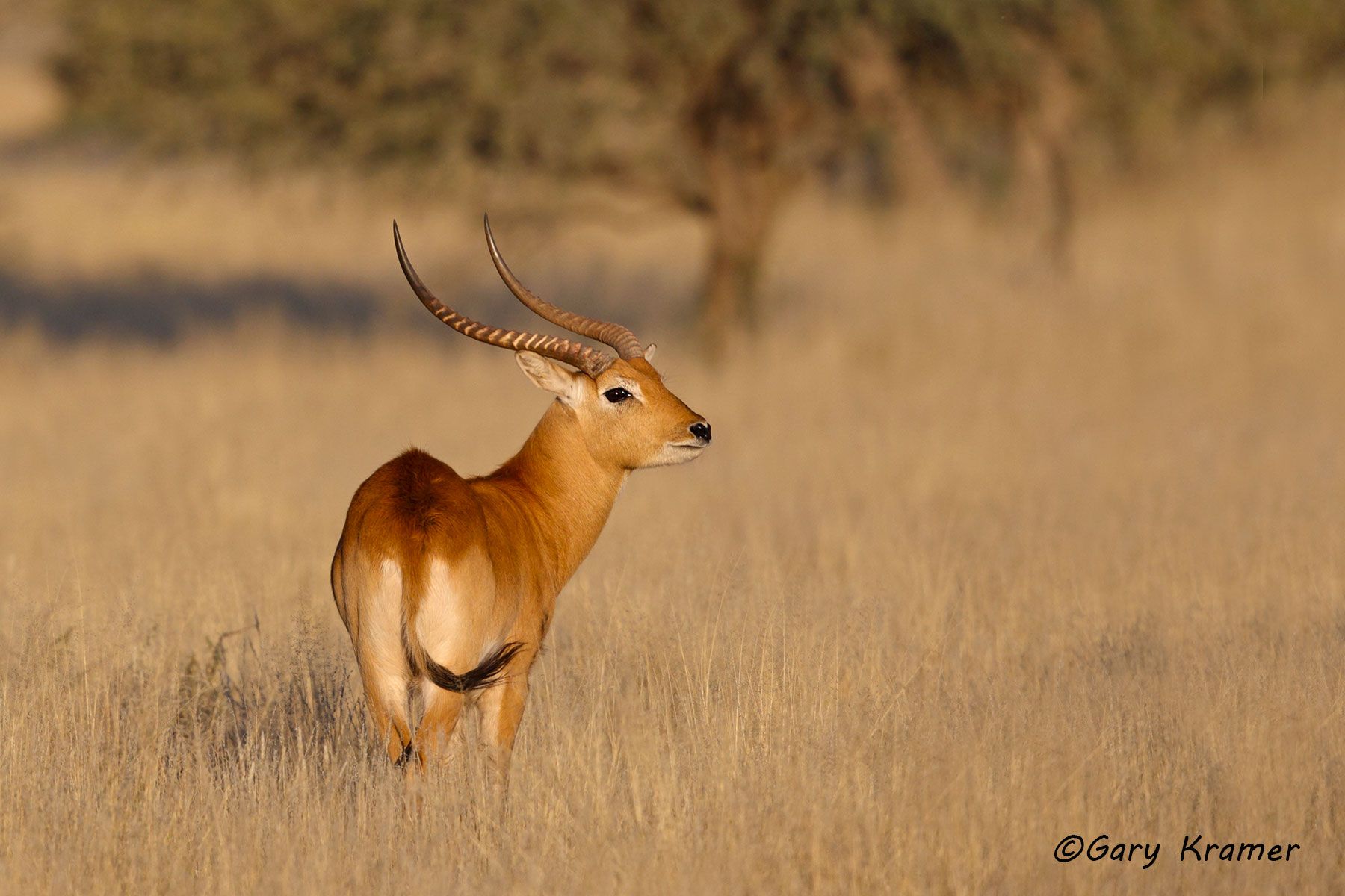 Red Lechwe (Kobus leche) Red Lechwe (Kobus leche) - AMUL#291d