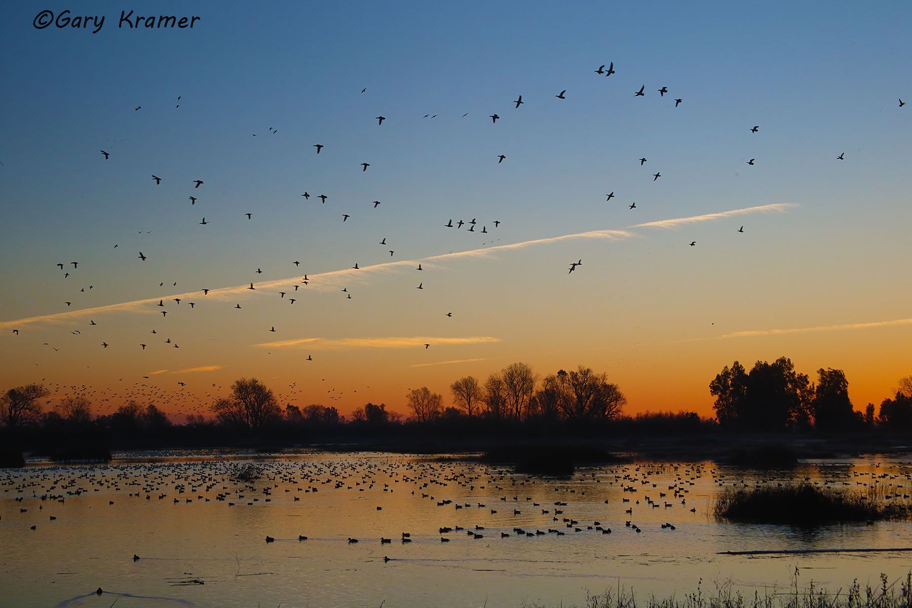 Mixed Puddle Ducks and Geese Mixed Puddle Ducks and Geese - NBWX#1420d
