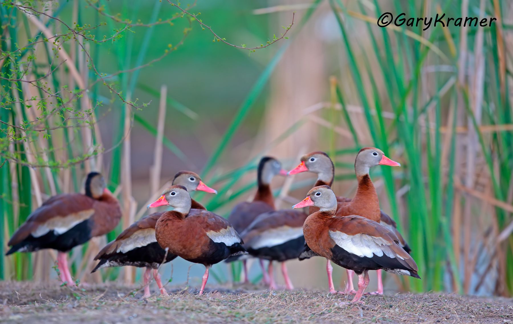 Black-bellied Whistling Duck (Dendrocygna autumnalis) - NBWBbw#312d