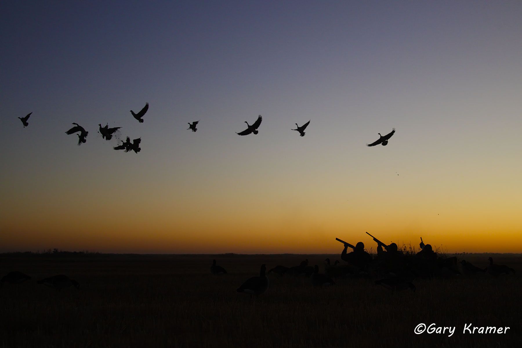 Goose hunter(s) at dawn with birds over decoys (field set) - NHGs#159d