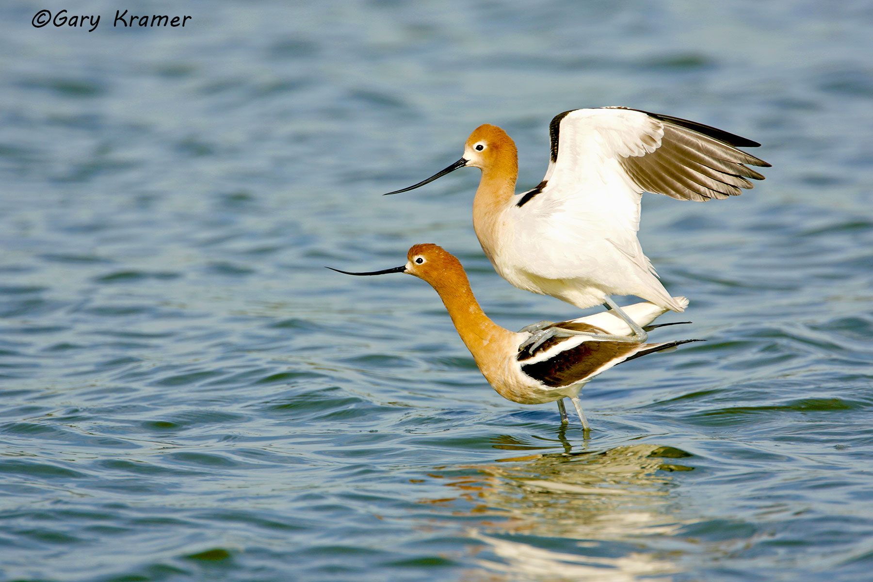 American Avocet (Recurvirostra americana) American Avocet (Recurvirostra americana) - NBSA#153d