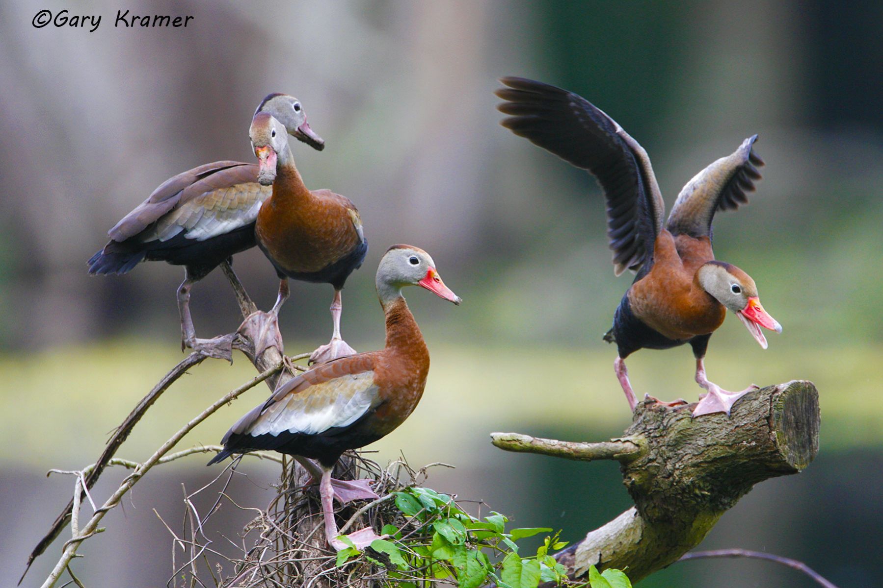 Black-bellied Whistling Duck (Dendrocygna autumnalis) - NBWBbw#155d