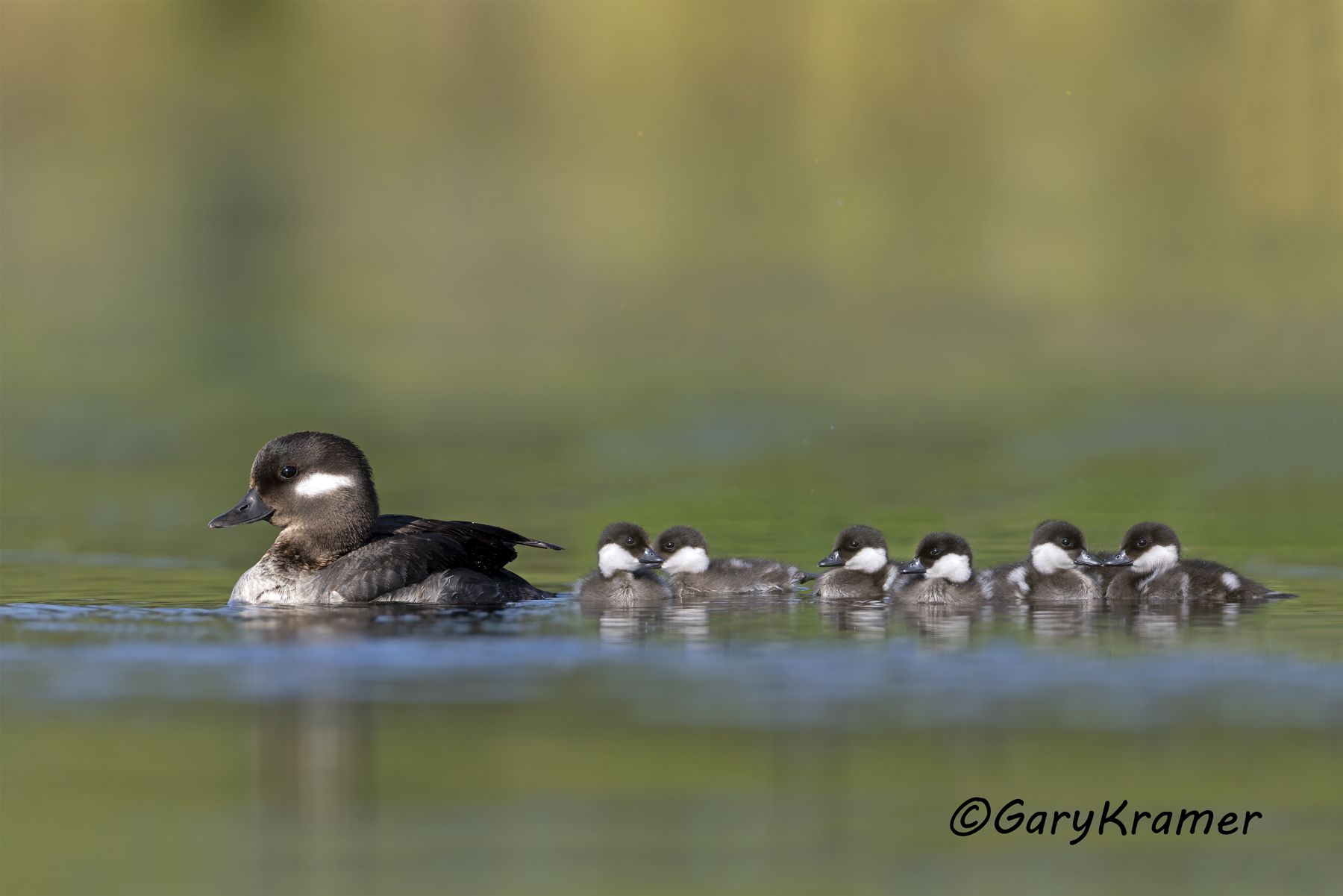 Bufflehead (Bucephala albeola) Bufflehead (Bucephala albeola) - NBWB#689d(2)