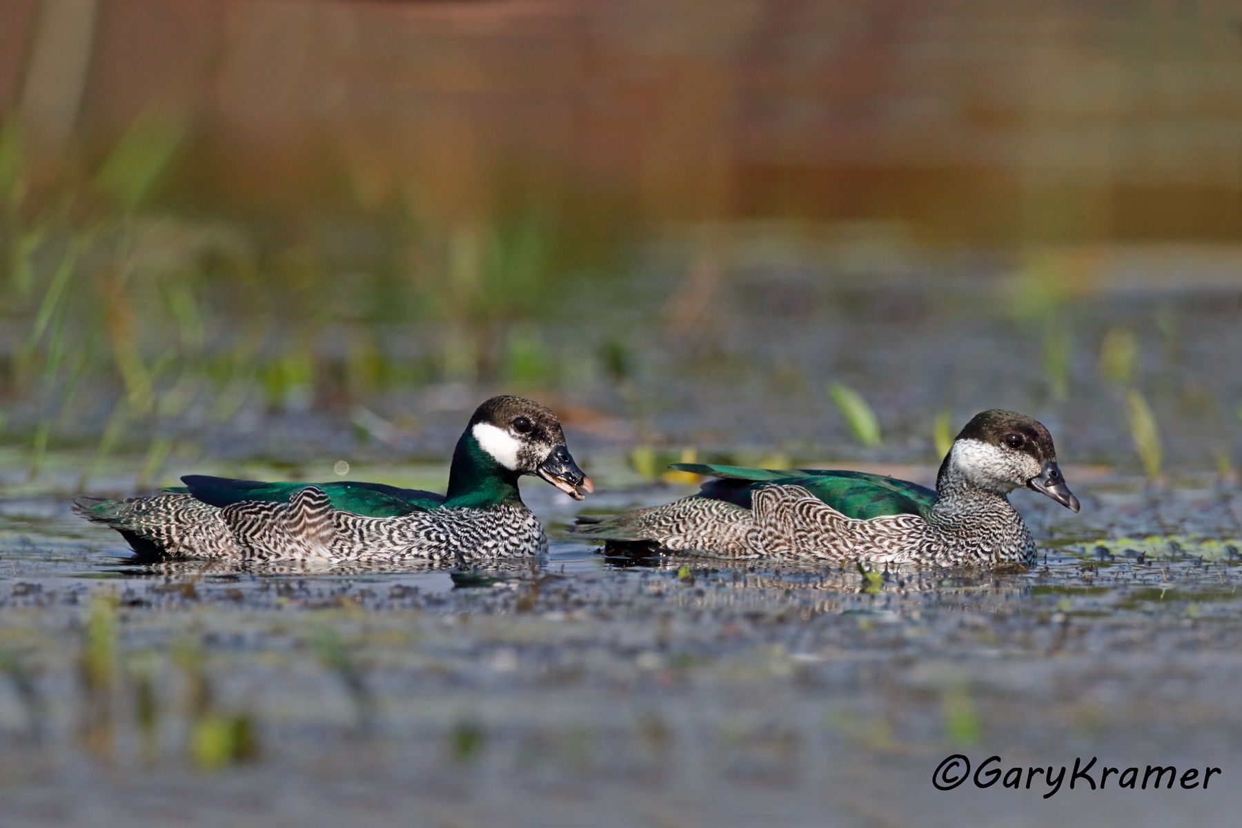 Green Pygmy Goose (Nettapus pulchellus)  Green Pygmy Goose (Nettapus pulchellus) - OBWPga#069d(2)