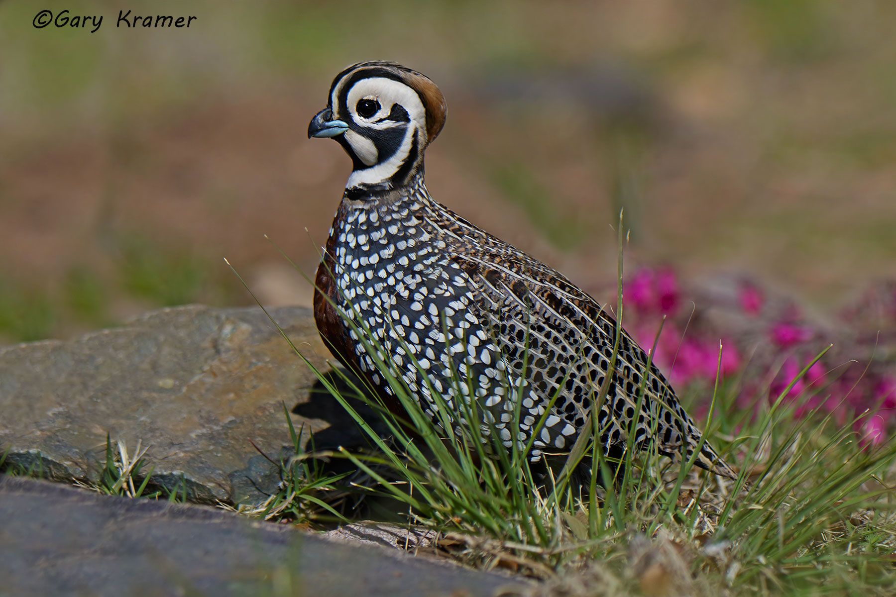 Gary Kramer Photographer / Writer