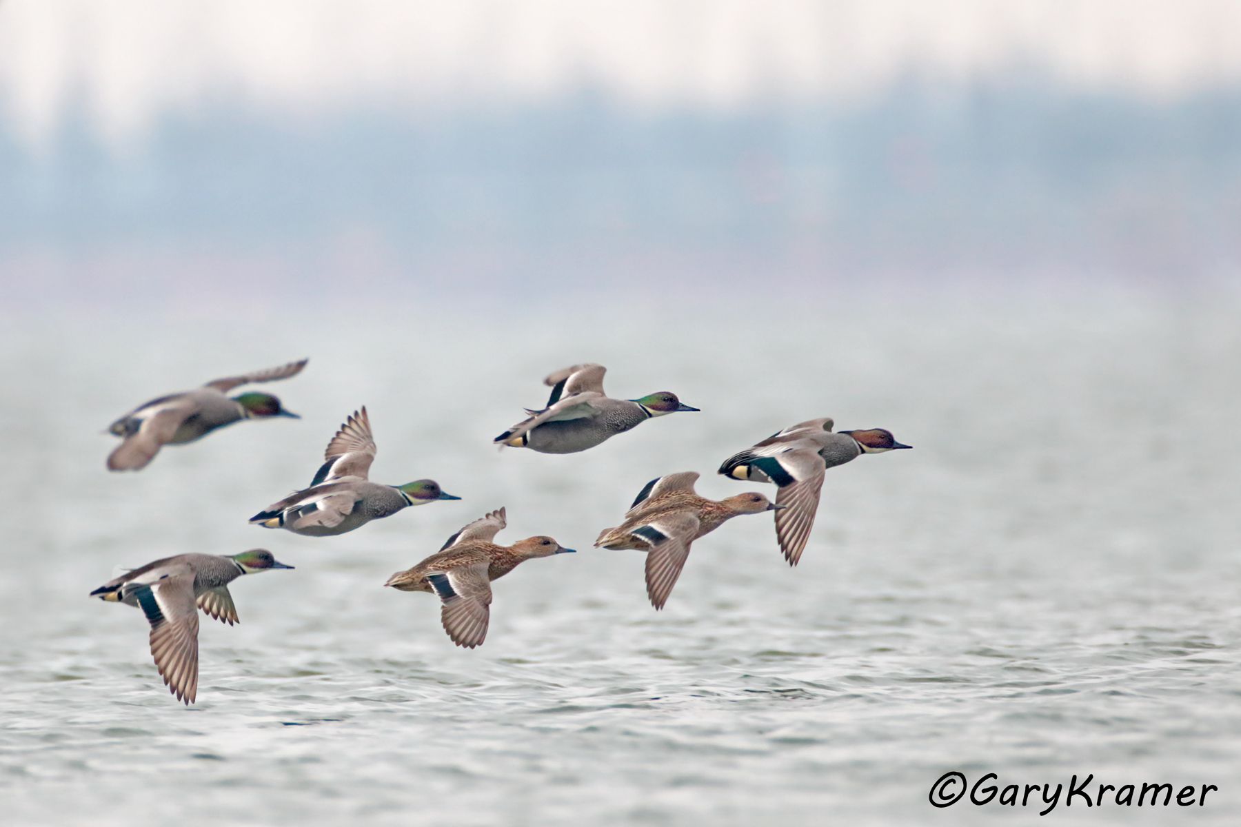 Falcated Duck (Anas falcata)  Falcated Duck (Anas falcata) - EBWF#249d(2)