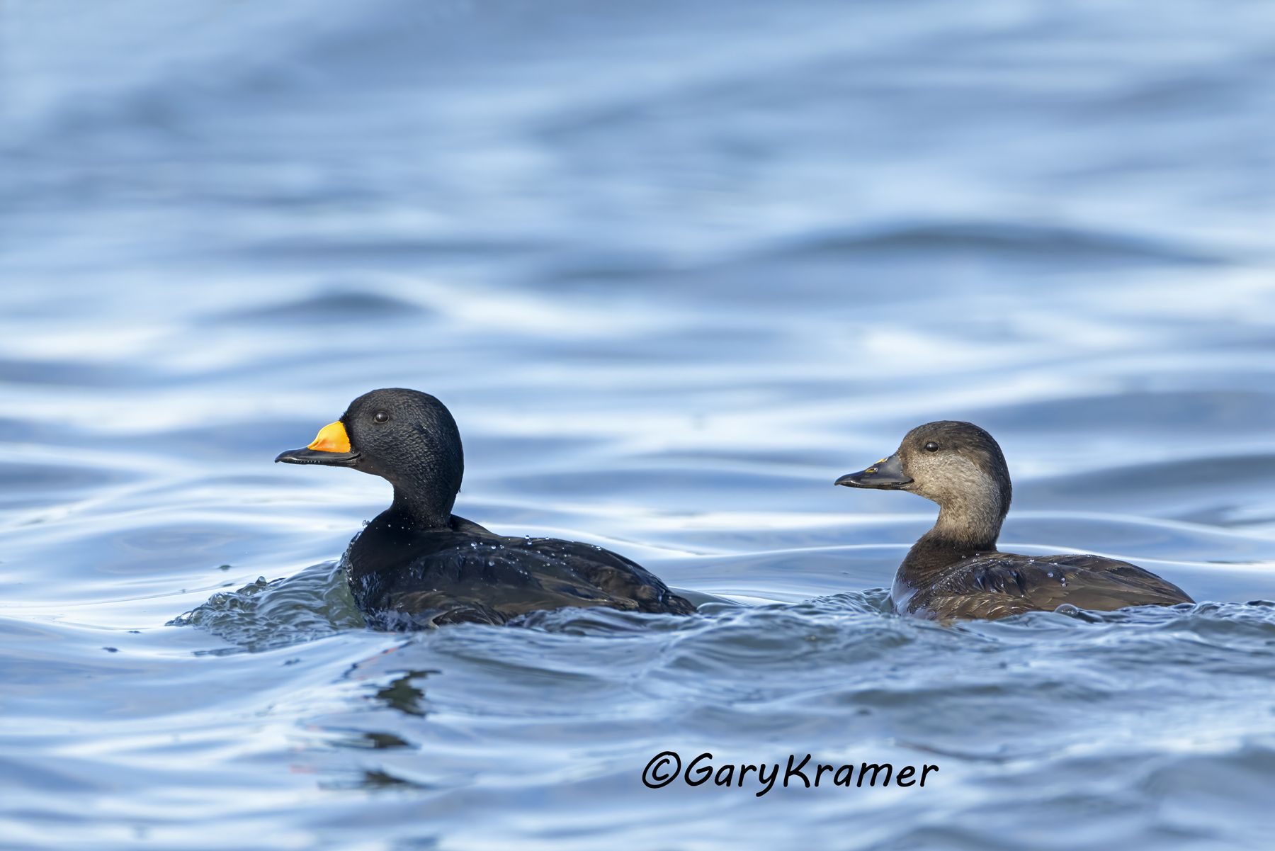 Black Scoter (Melanitta nigra) - NBWSb#309d