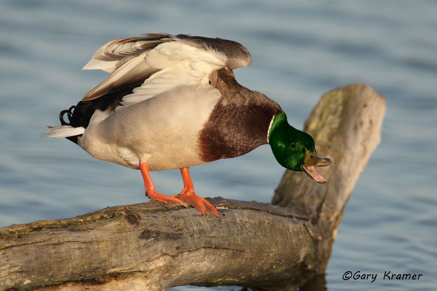 Mallard (Anas platyrhynchos) Mallard (Anas platrhynchos) - NBWM#1317d