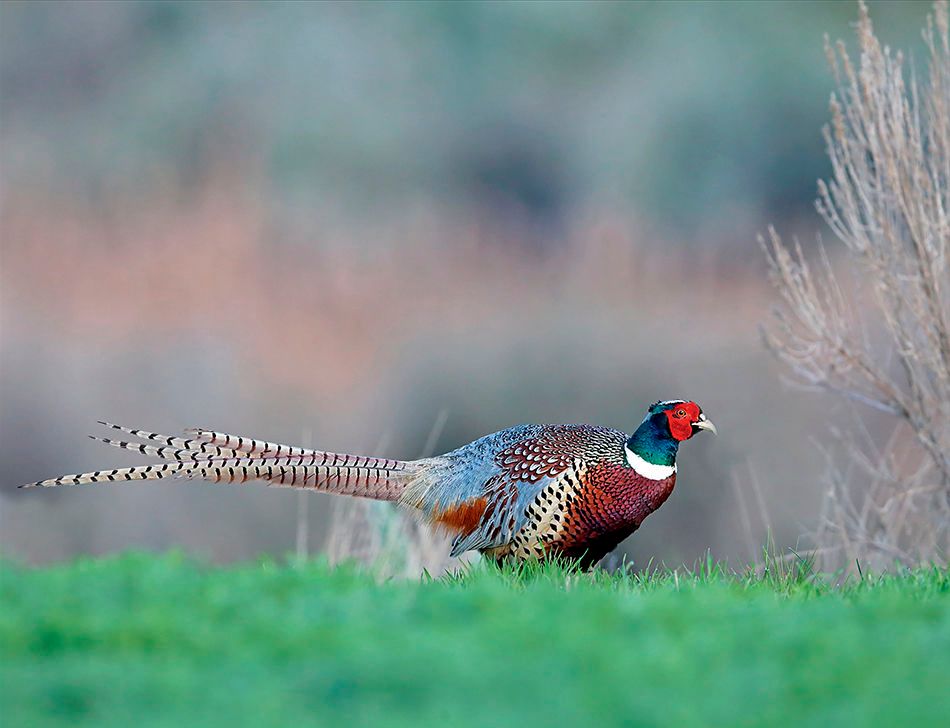 1r2_ring_necked_pheasant__page_7ax.jpg
