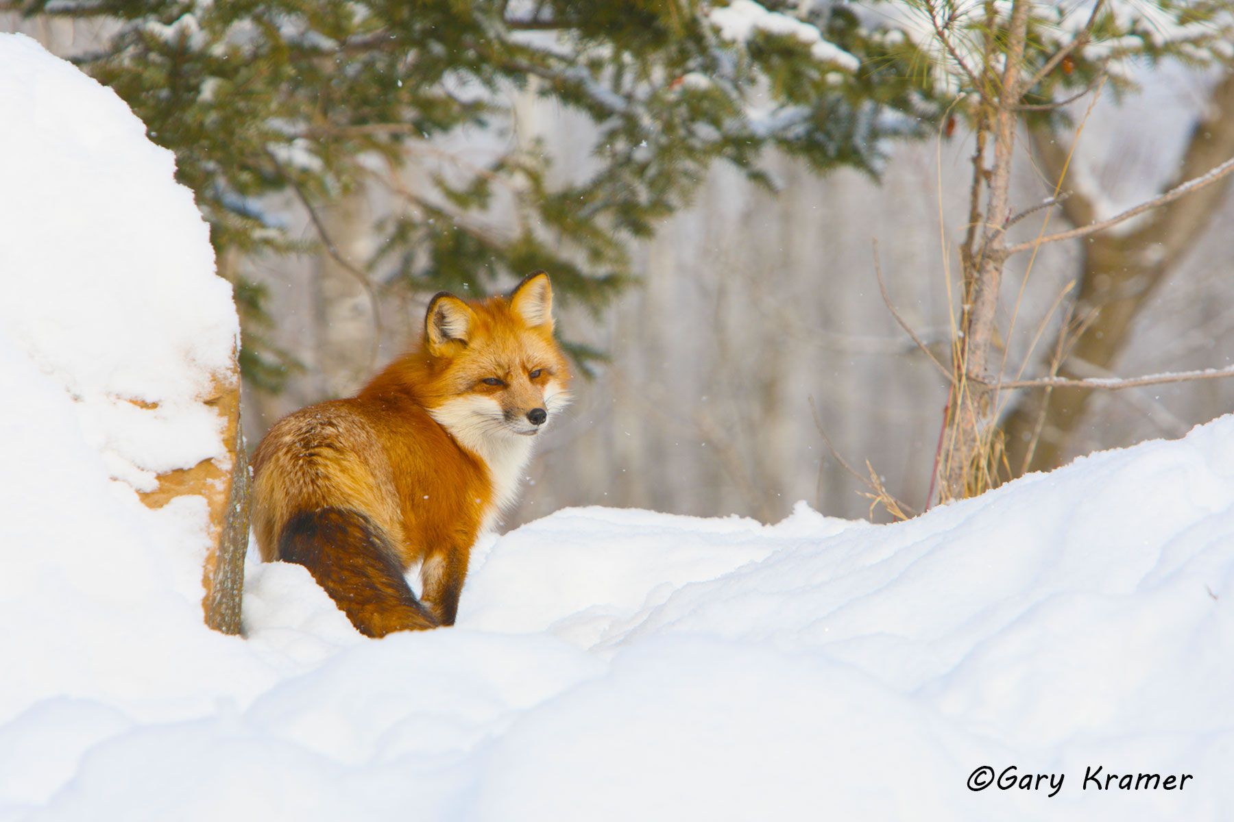 Red Fox (Vulpes fulva) - NMFr#517d
