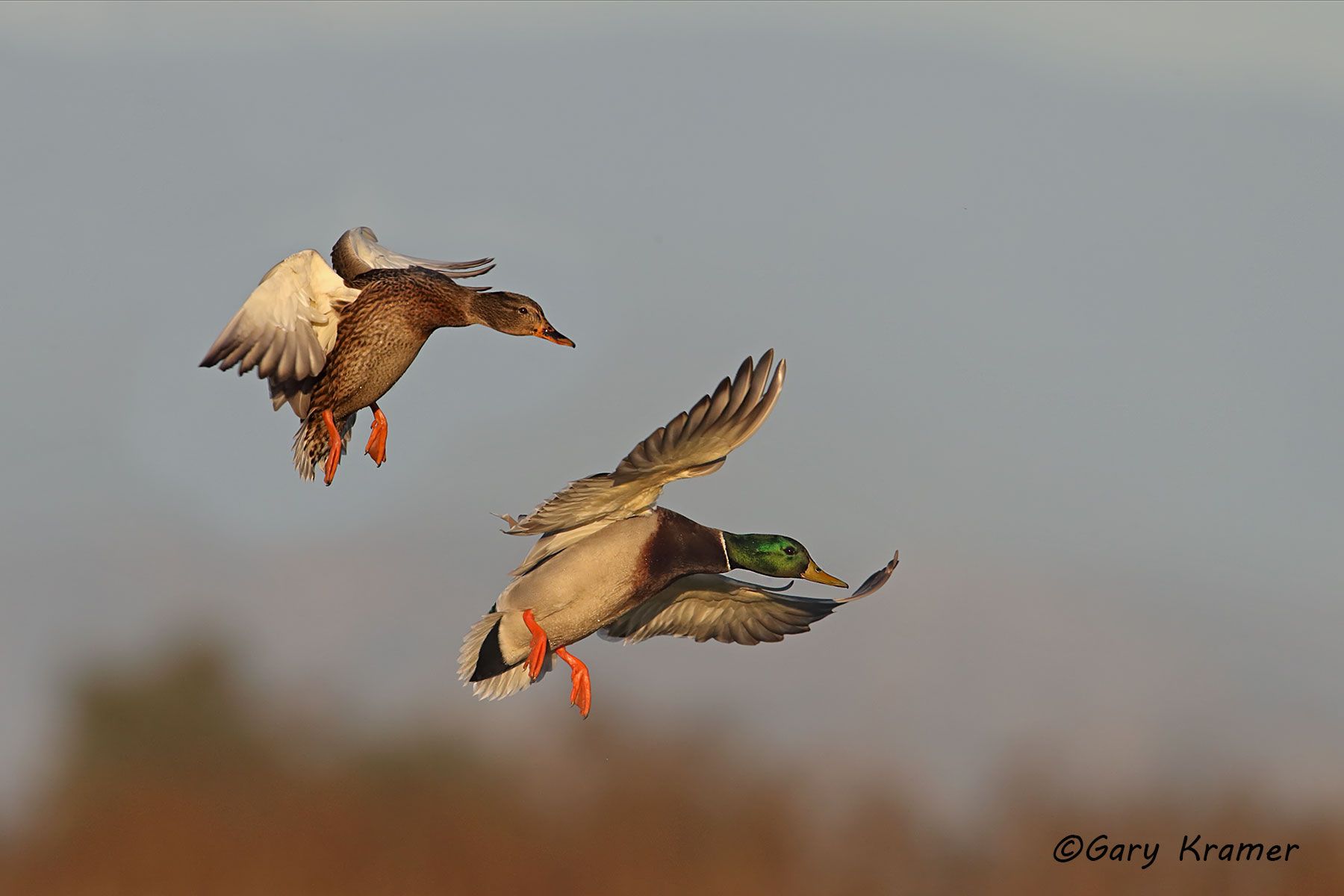 Mallard (Anas platyrhynchos) Mallard (Anas platyrhynchos) - NBWM#3894d