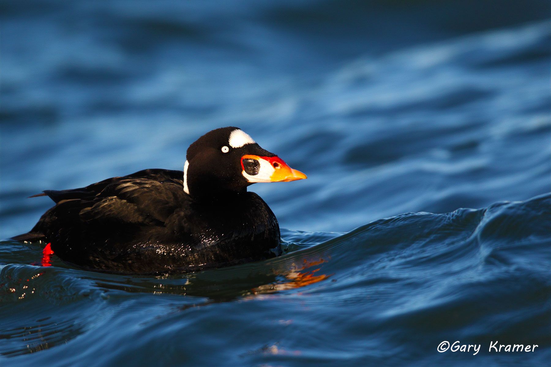 Surf Scoter (Melanitta perspicillata) - NBWSs#375d