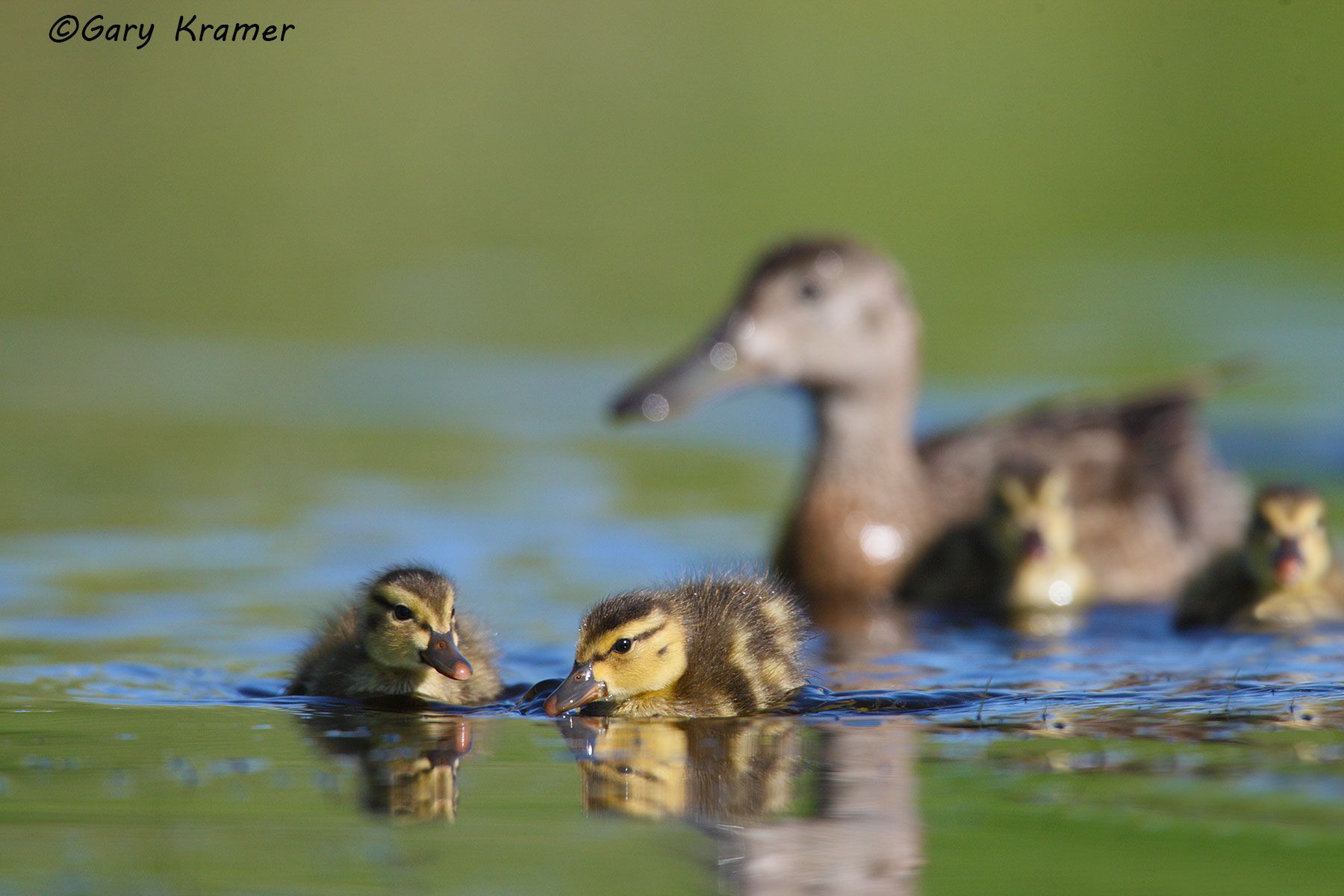 Blue-winged Teal (Spatula discors) by GaryKramer.net, 530-934-3873, gkramer@cwo.com - Published: Ducks Unlimited May/Jun 2013 Blue-winged Teal (Spatual discors) - NBWTb#650d