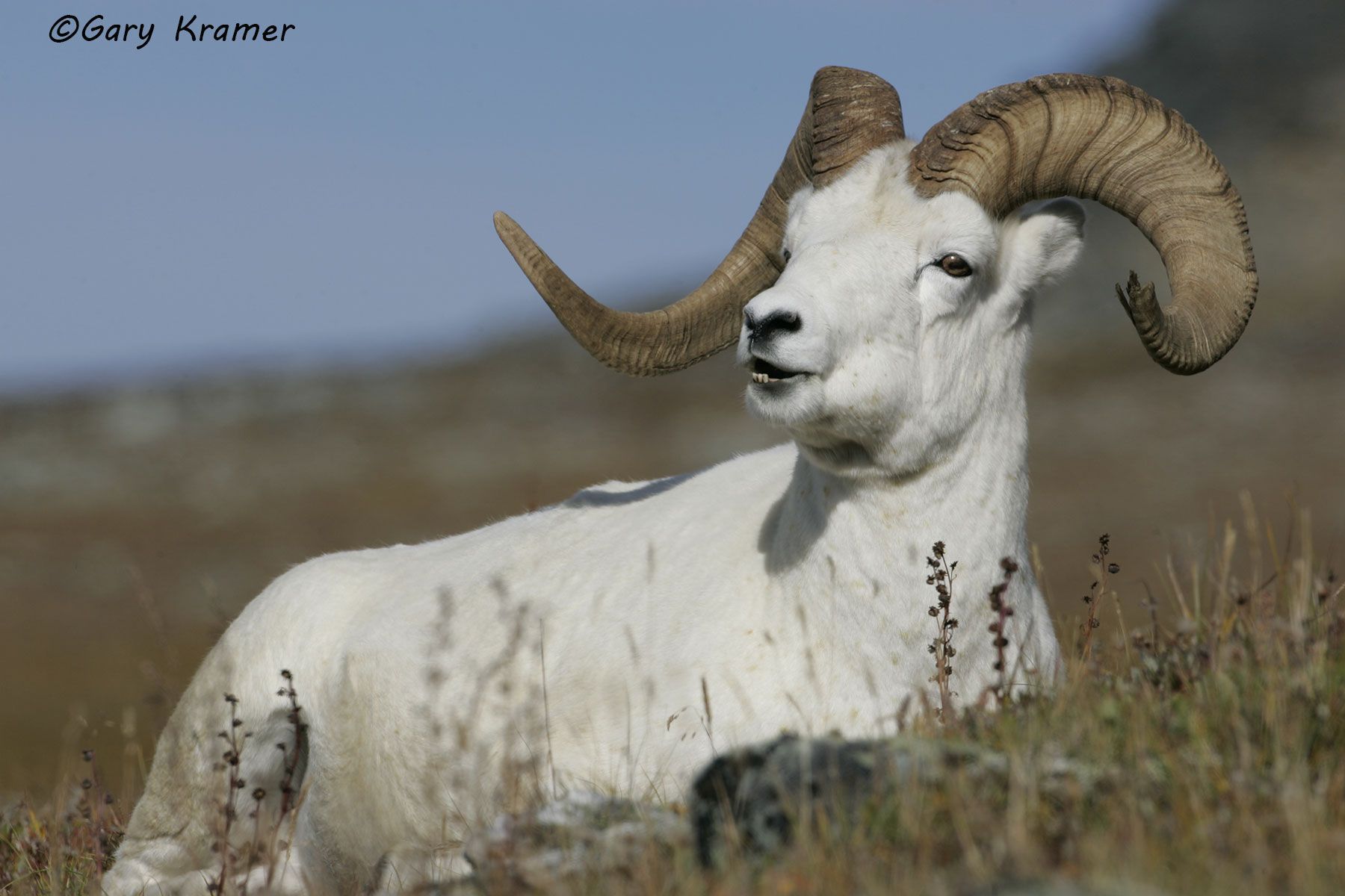 Dall Sheep (Ovis dalli dalli) by GaryKramer.net, 530-934-3873, gkramer@cwo.com Dall Sheep (Ovis dalli dalli) - NMSD#424d
