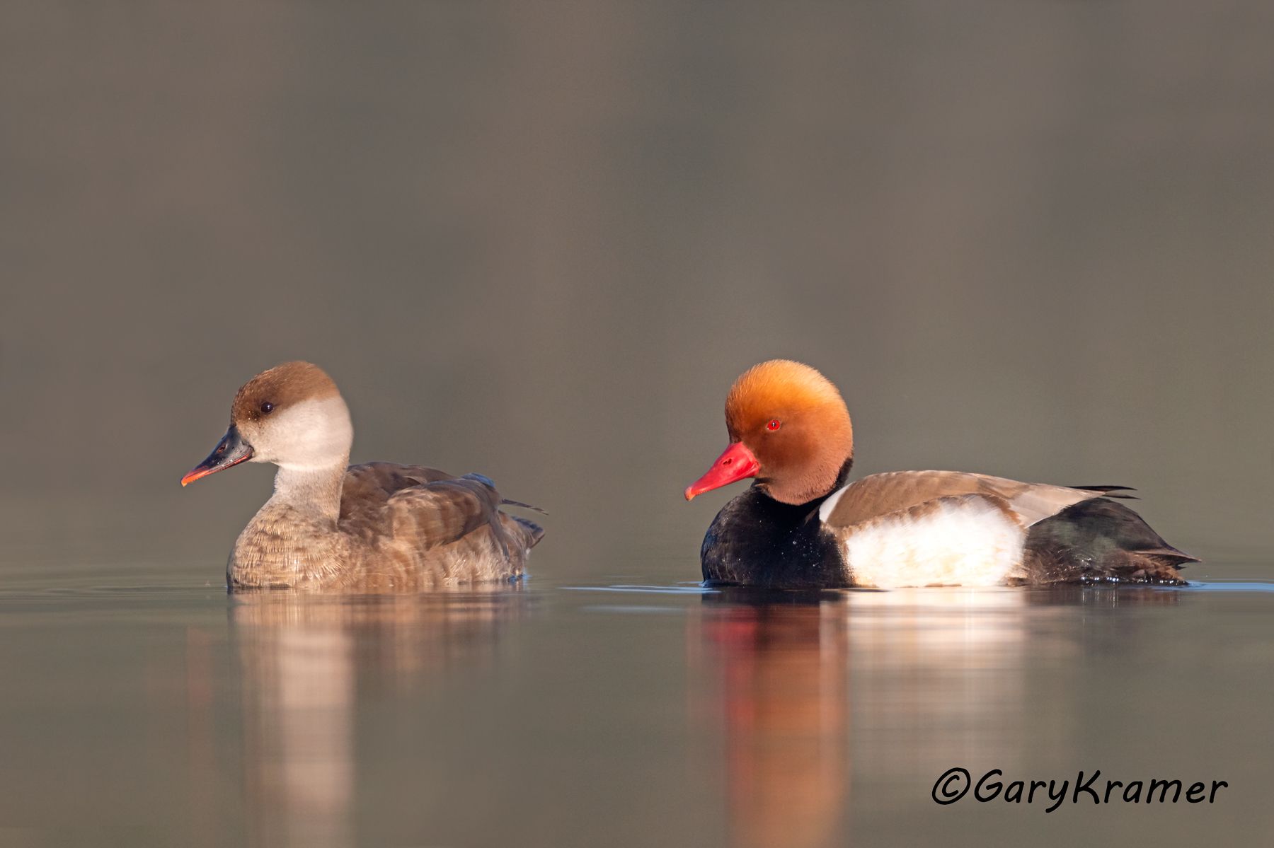 Red-crested Pochard (Netta rufina)  Red-crested Pochard (Netta rufina) - EBWPr#1560d(2)