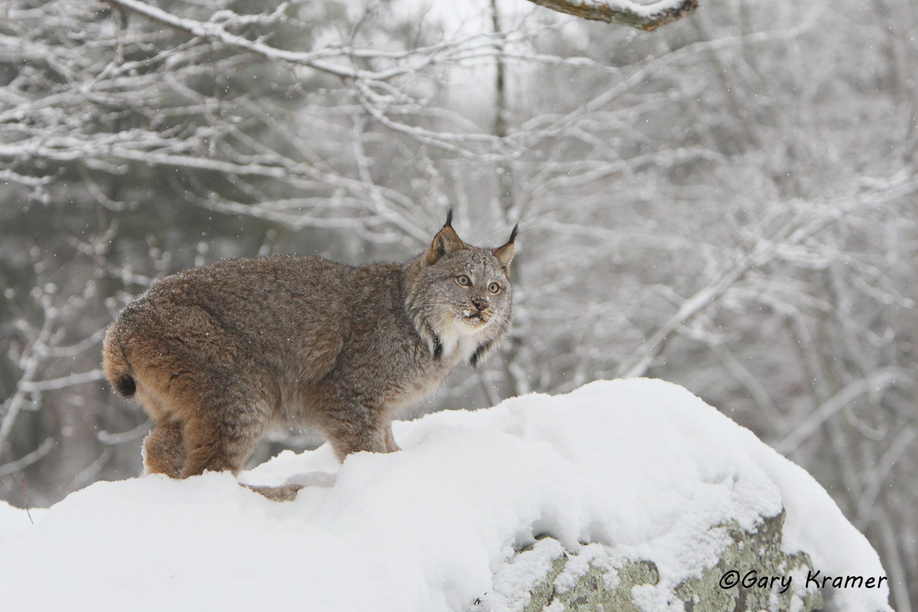 Lynx (Lynx canadensis) by GaryKramer.net, 530-934-3873, gkramer@cwo.com Lynx (Lynx canadensis) - NMCL#369d
