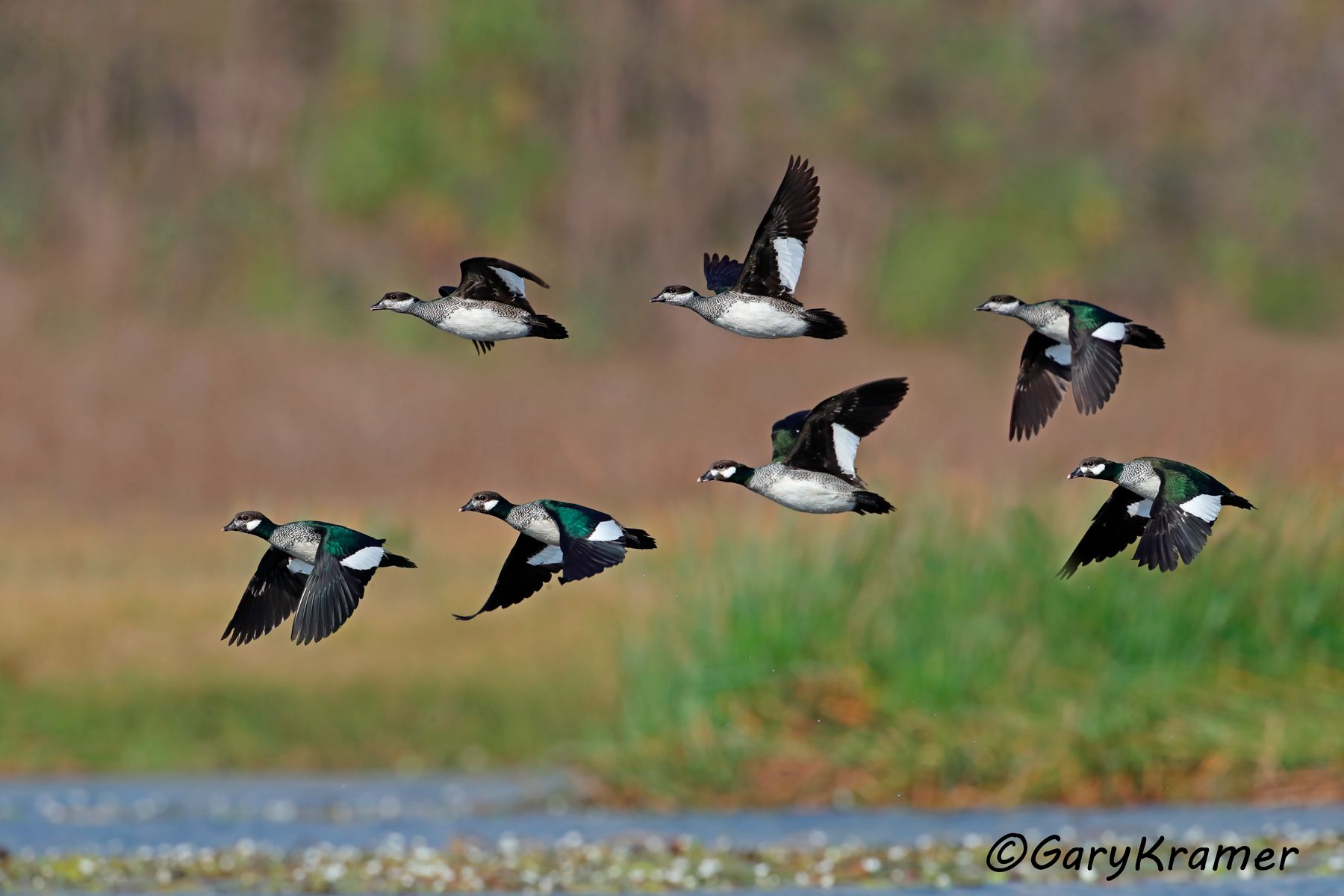 Green Pygmy Goose (Nettapus pulchellus)  Green Pygmy Goose (Nettapus pulchellus) - OBWPga#082d(2)