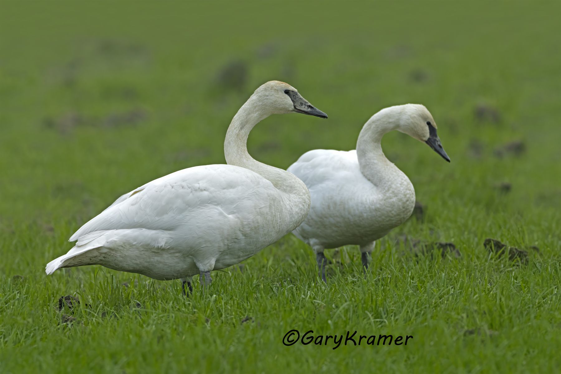 Trumpeter Swan (Cygnus buccinator) - NBWSt#419d