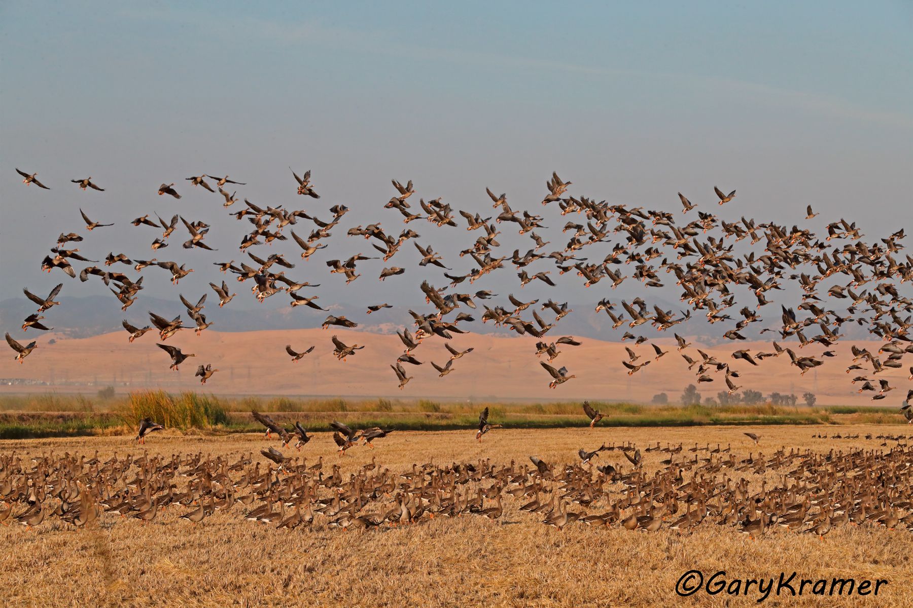 White-fronted Goose (Anser albifrons) - NBWWf#2576d
