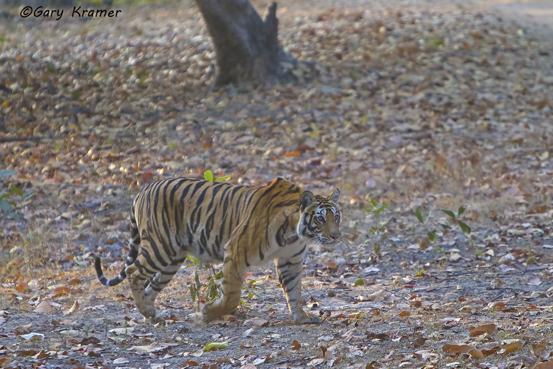 Tiger (Bengal) (Panthera tigrus tigrus) - AMTb#062d.jpg