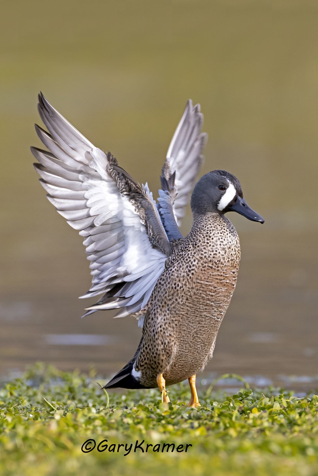 Blue-winged Teal (Anas discors) - NBWTb#1571d