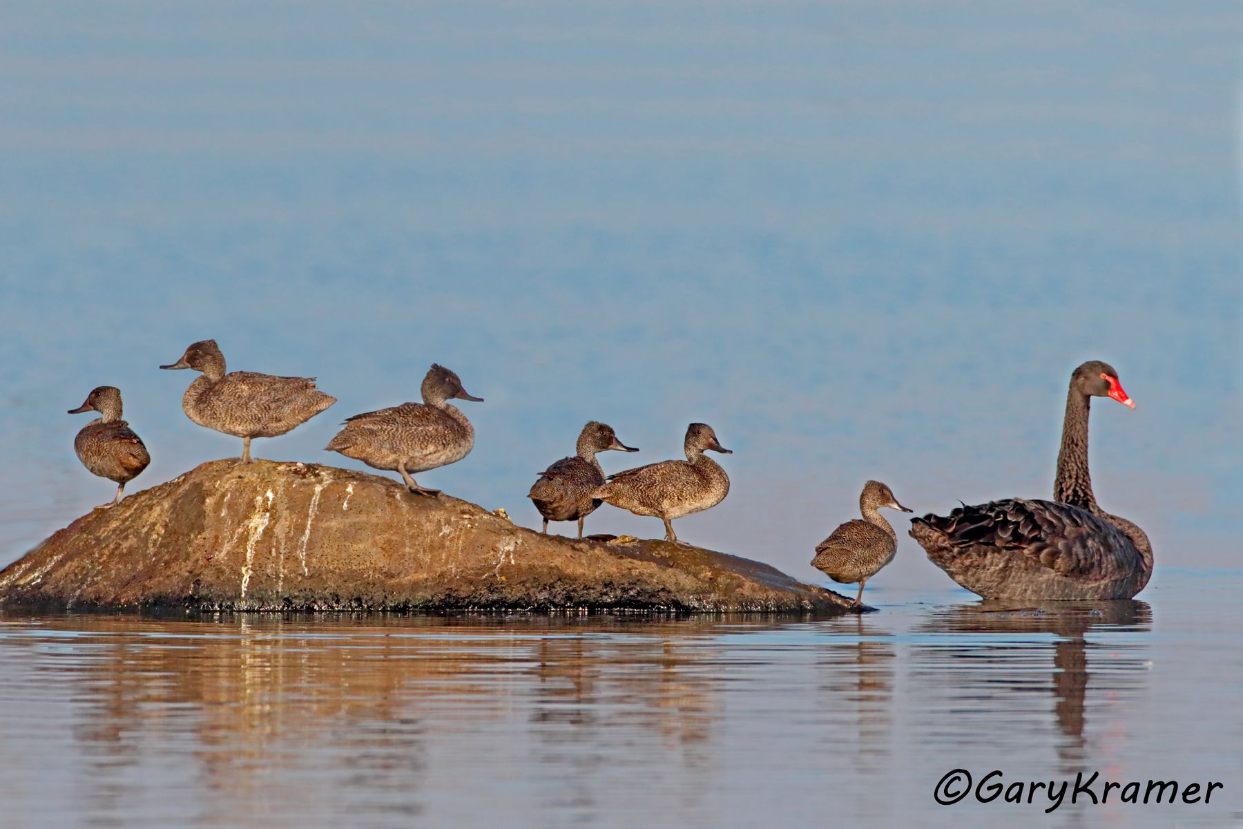 Freckled Duck/Black Swan (Stictonetta naevosa/Cygnus atratus)  Freckled Duck/Black Swan (Stictonetta naevosa/Cygnus atratus) - OBWFSb#001d(2)