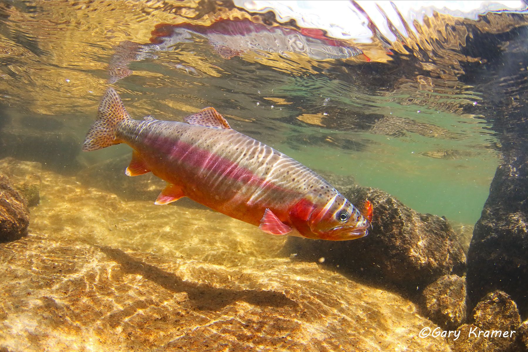 Golden Trout w/fly- NFTGf#055d