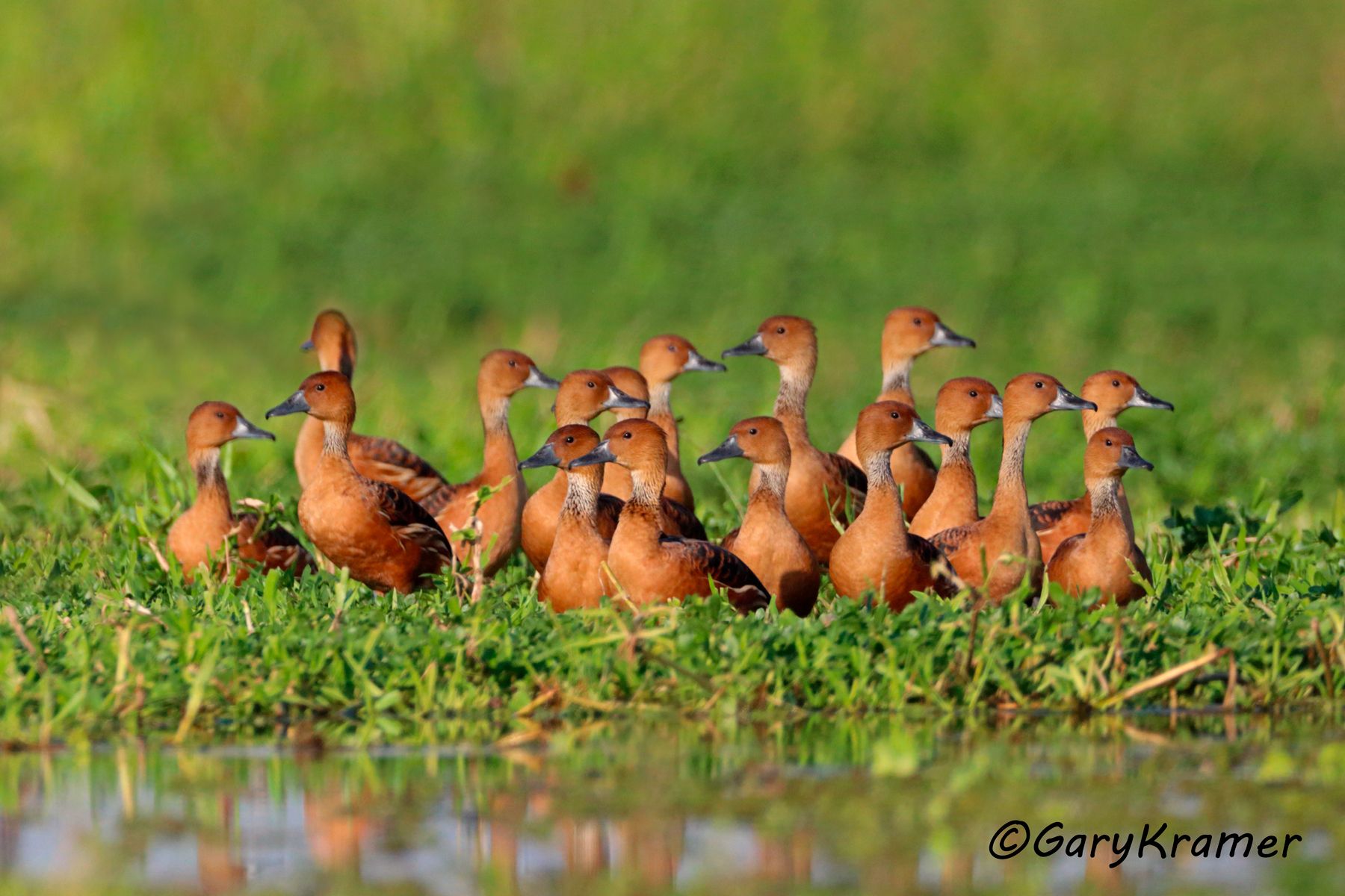 Fulvous Whistling Duck (Dendrocygna bicolor) - NBWF#585d