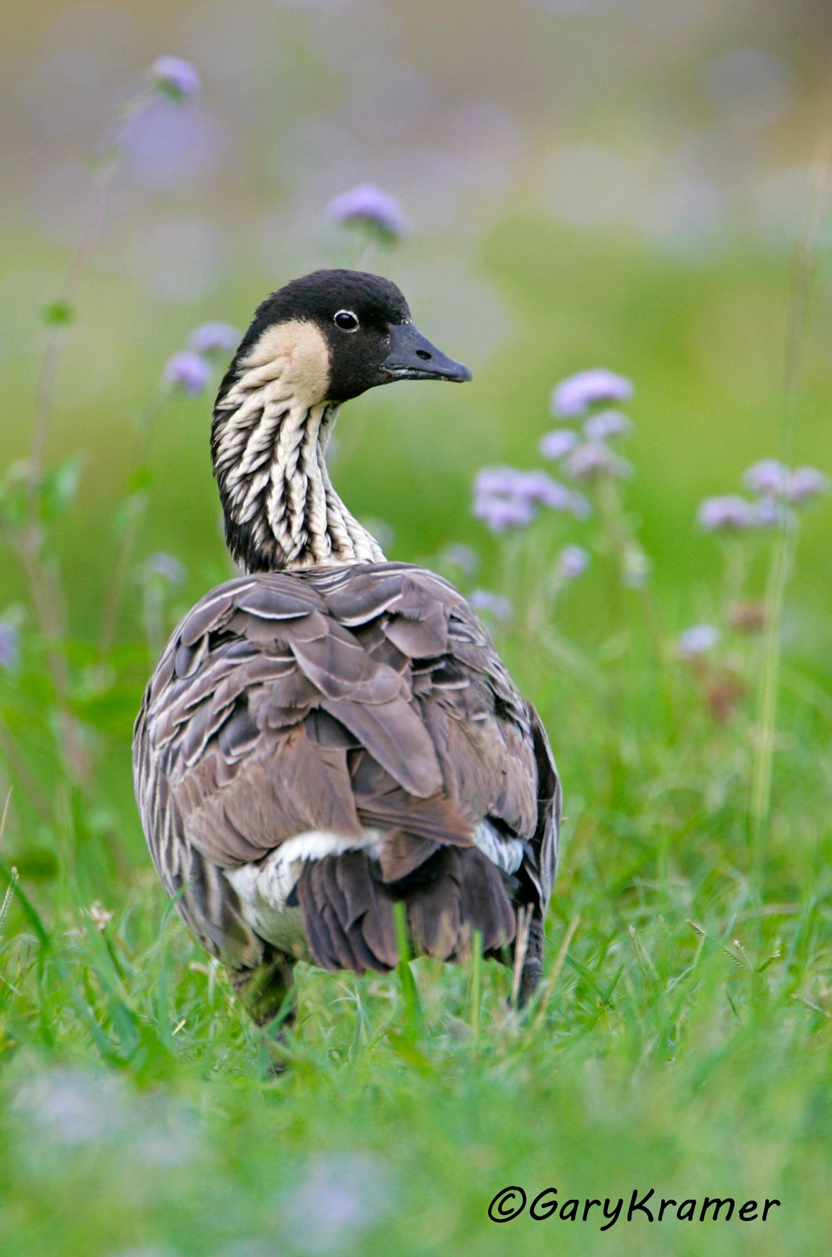 Hawaiian Goose (Nene) (Branta sandvicensis) Hawaiian Goose (Nene) (Branta sandvicensis) - NBWN#314d(2)