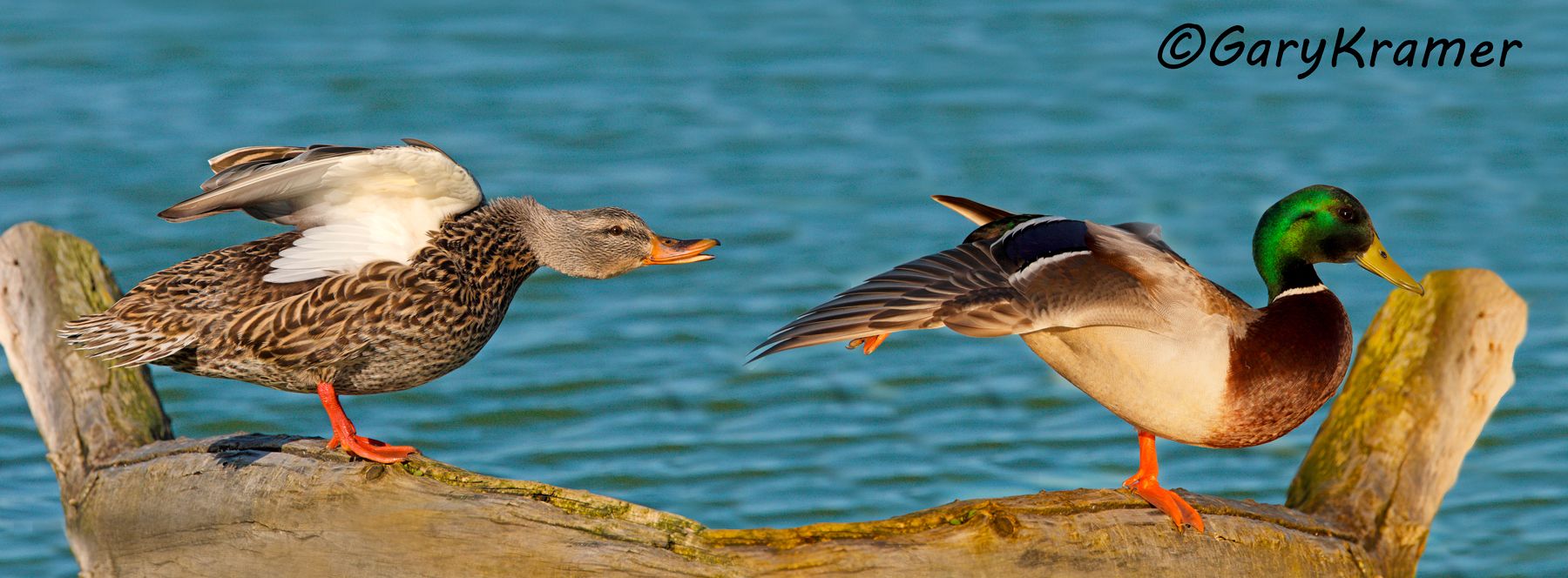 Mallard (Anas platyrhynchos) Mallard (Anas platyrhynchos) - NBWM#1313d(P)