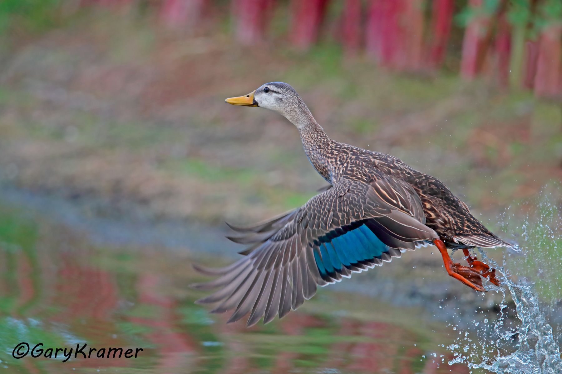 Mottled Duck (Anas fulvigula) Mottled Duck (Anas fulvigula) - NBWMo#211d