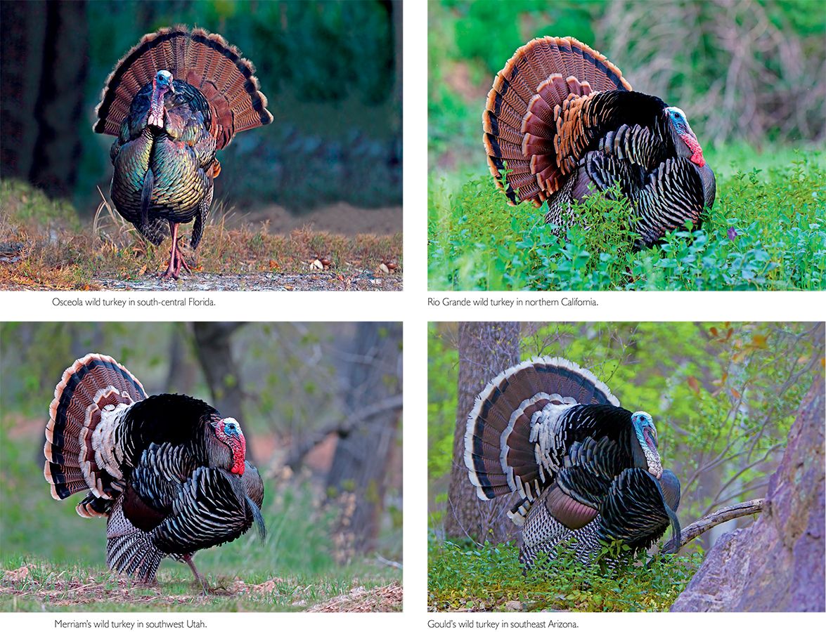 Turkey _Page_4asm.jpg