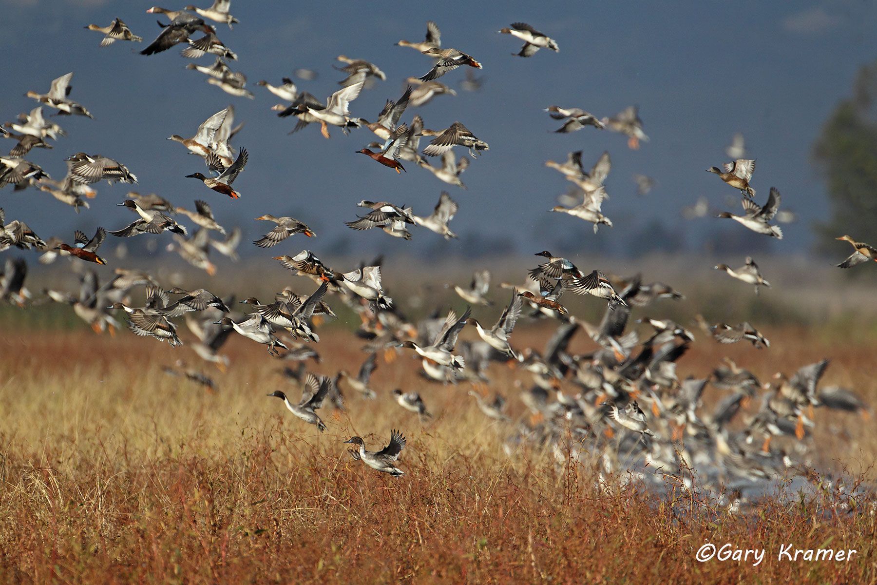 Northern Pintail/American Wigeon/Northern Shoveler/White-fronted Goose/Cinnamon Teal Northern Pintail/American Wigeon/Northern Shoveler/White-fronted Goose/Cinnamon Teal - NBWX#733d