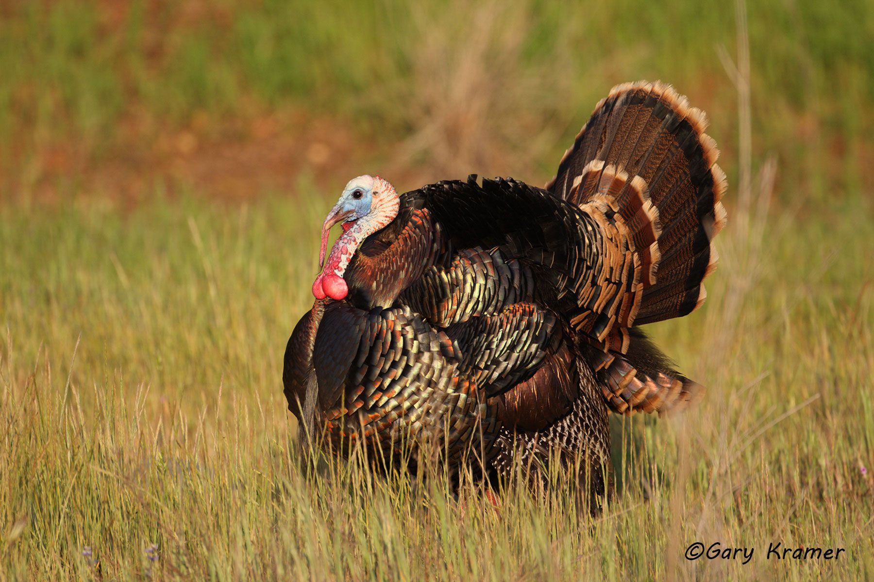 Wild Turkey (Rio Grande) (Meleagris gallopavo intermedia) by GaryKramer.net, 530-934-3873, gkramer@cwo.com Wild Turkey (Rio Grande) (Meleagris gallopavo intermedia) - NBGTr#1177d