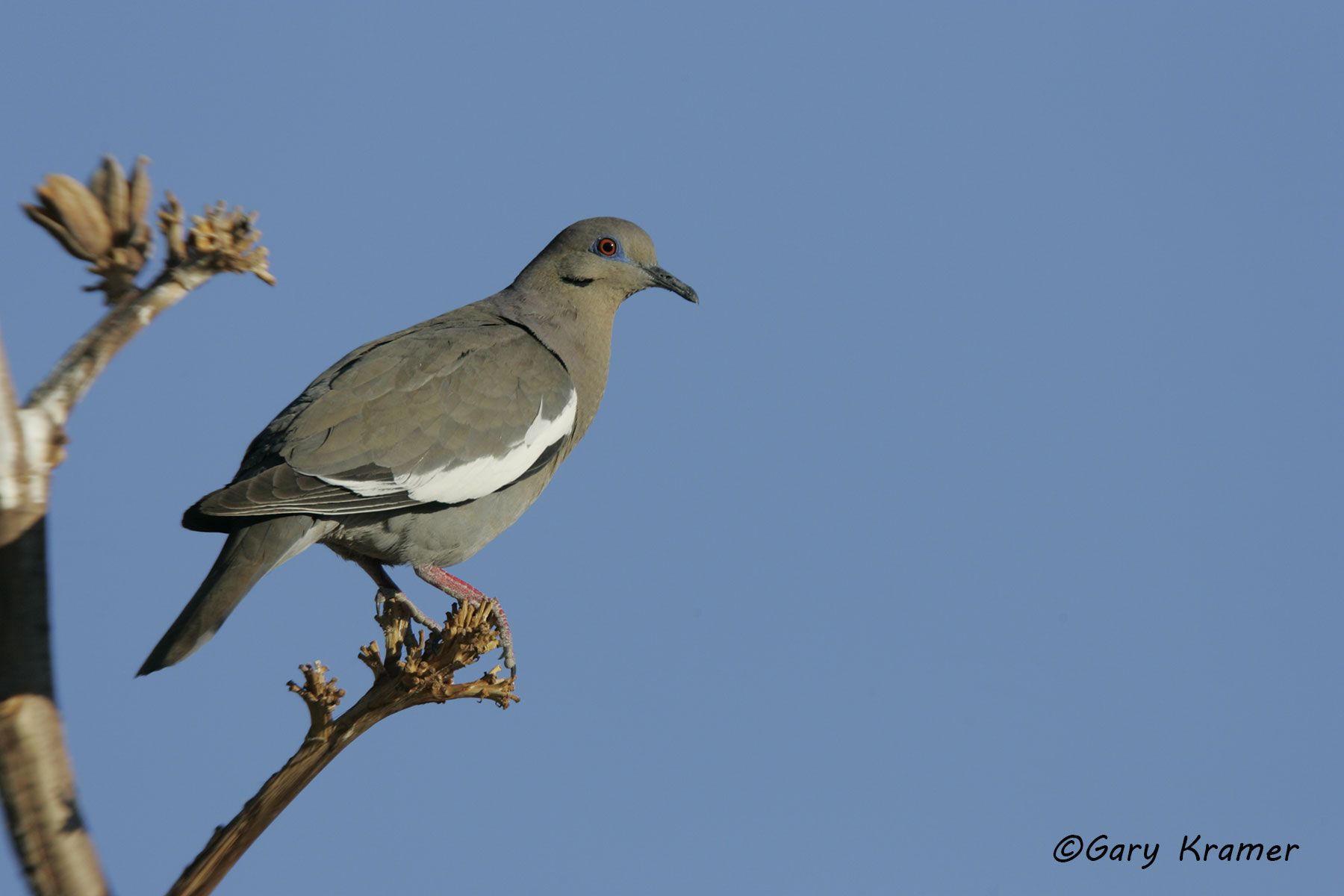 White-winged Dove (Zenaida asiatica) - NBDWw#140d