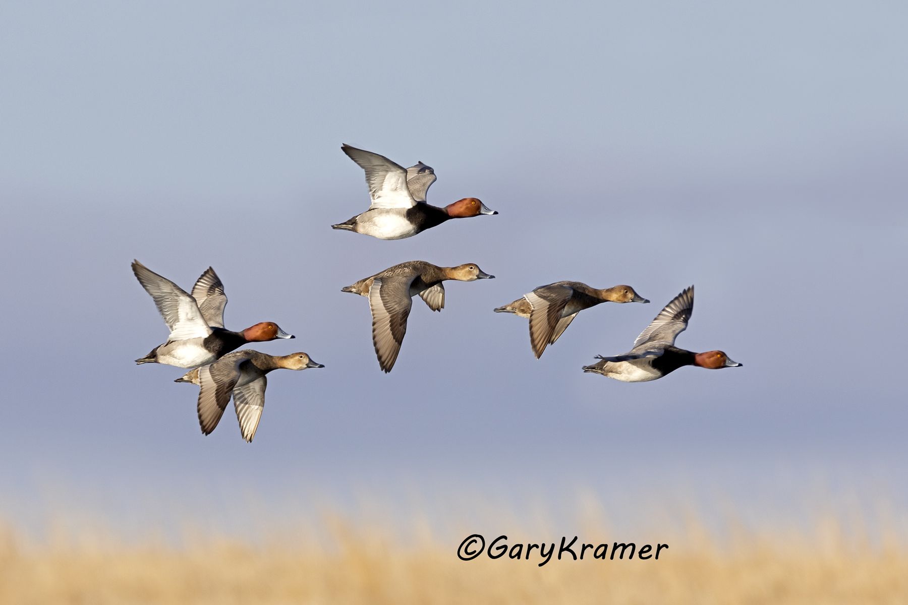 Redhead (Aythya americana) - NBWR#2017d(2)