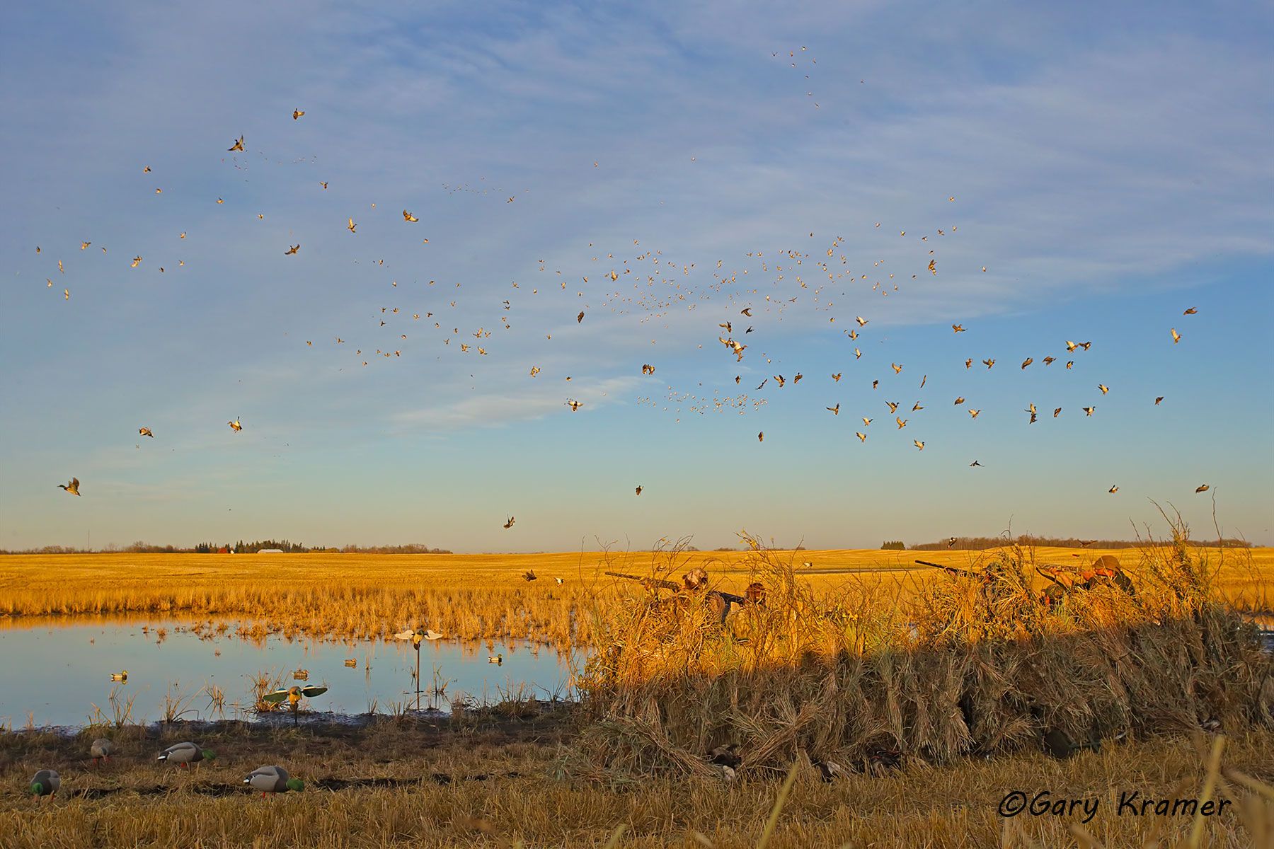 Hunter(s) shooting at ducks over decoys - NHDad#441d