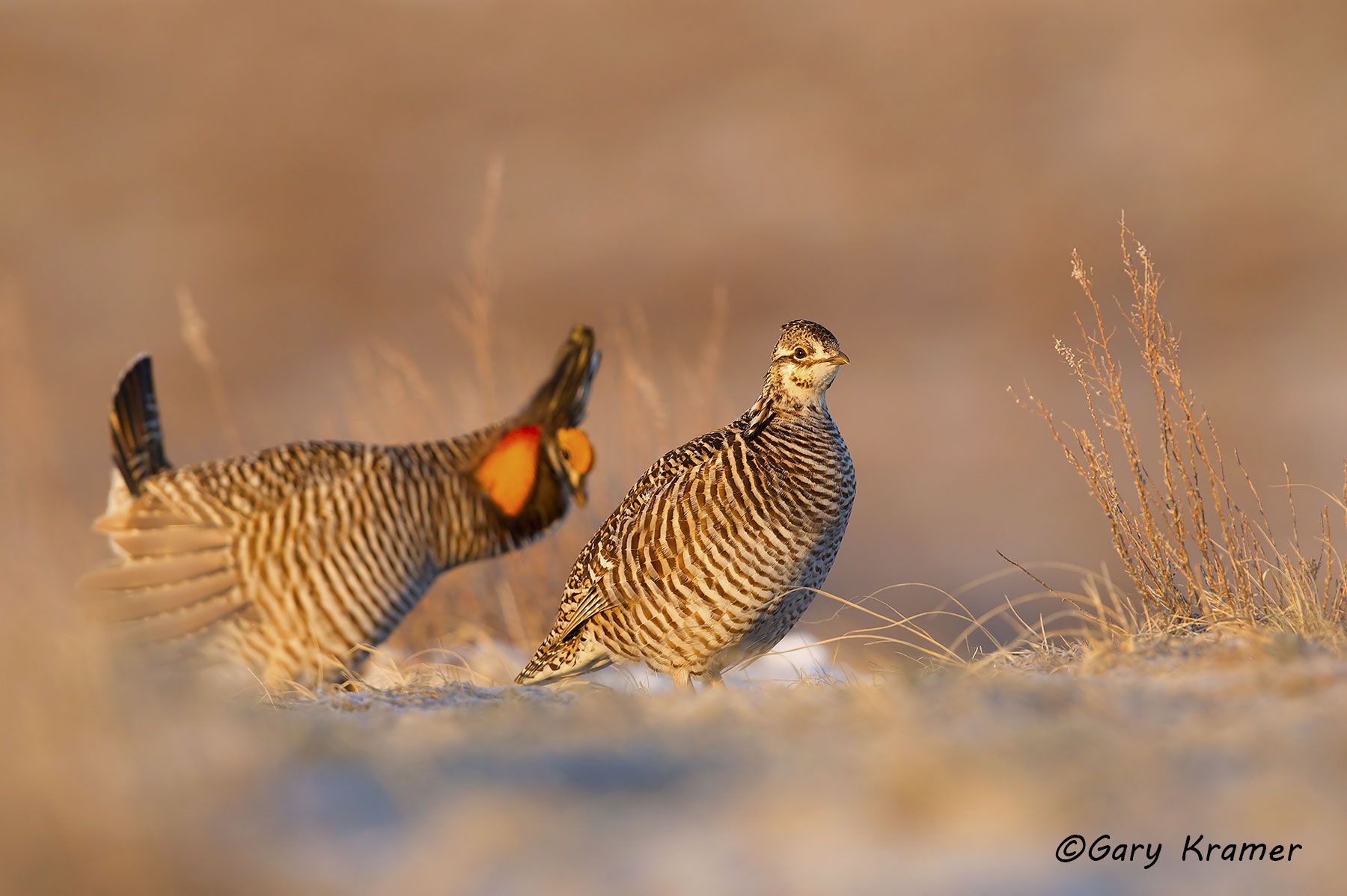 Greater Prairie Chicken (Tympanuchus cupido) - NBGCg#1152d
