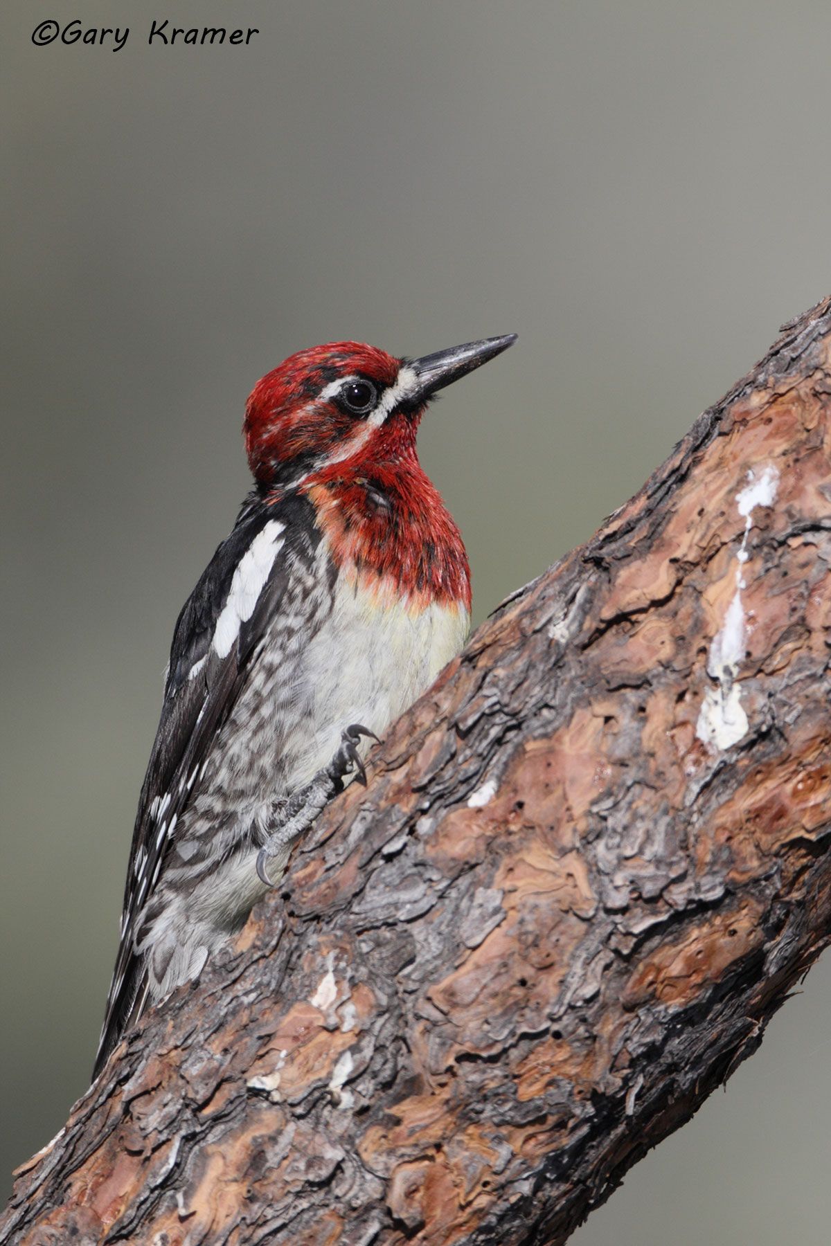 Red-breasted Sapsucker (Sphyrapocus ruber) Red-breasted Sapsucker (Sphyrapocus ruber) - NBTSrb#015d(2)