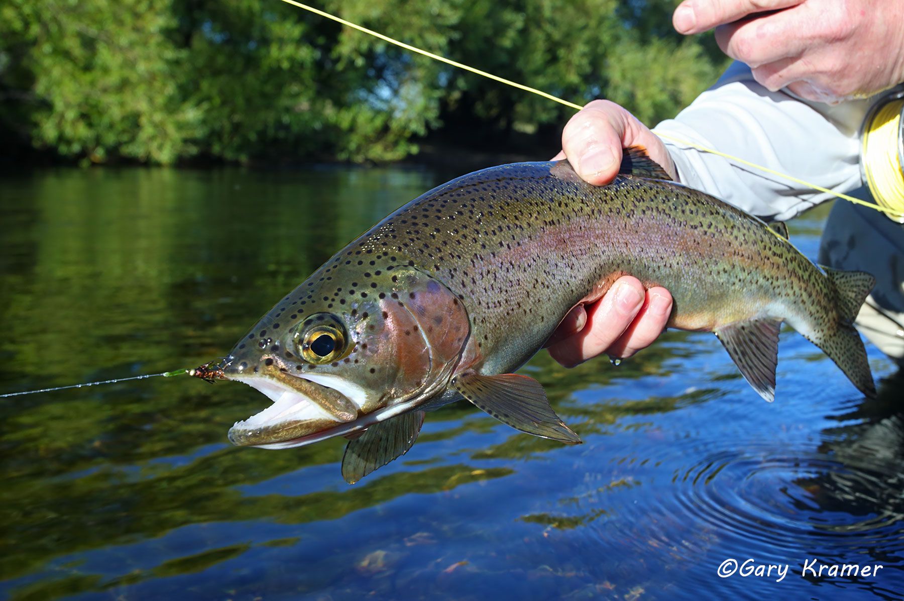 Rainbow Trout w/flyfishing tackle - NFTRw#157d