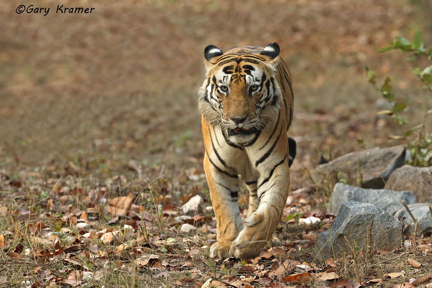 Tiger (Bengal) (Panthera tigrus tigrus) - AMTb#345d