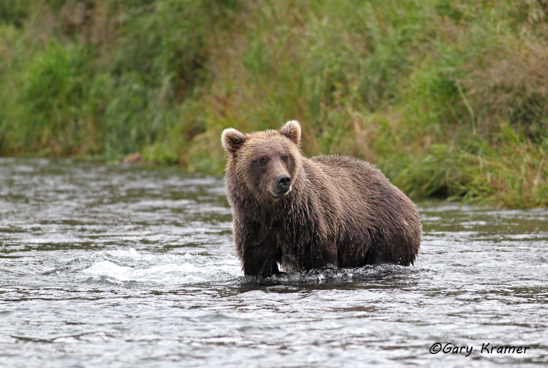 Alaskan Brown Bear (Urusus middlendorffi) Lake Clark N. P. Alaska by GaryKramer.net, 530-934-3873, gkramer@cwo.com Alaskan Brown Bear (Urusus middlendorffi) - NMBA#216d