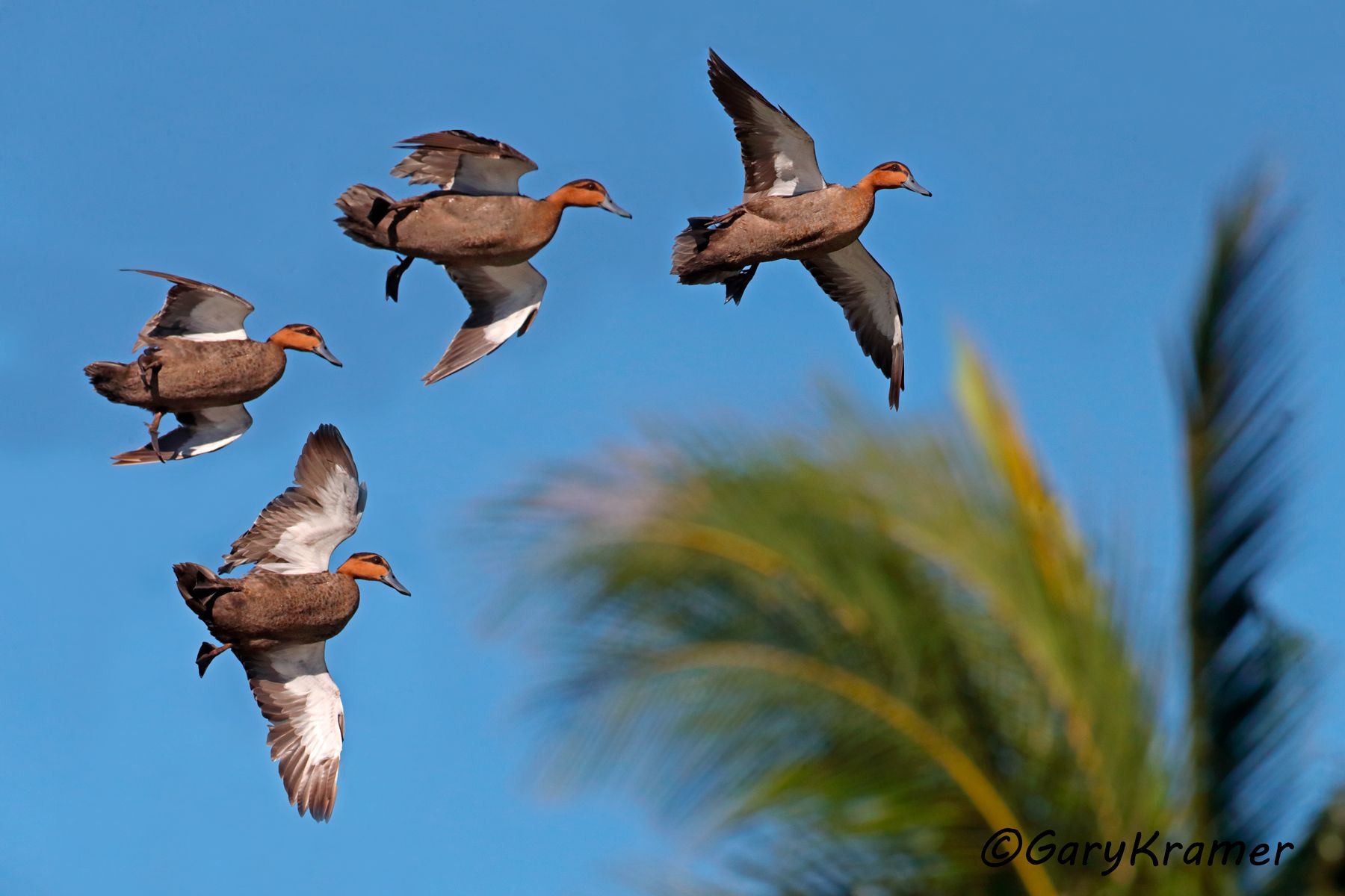 Philippine Duck (Anas luzonica)  Philippine Duck (Anas luzonica) - PBWP#084d(2)