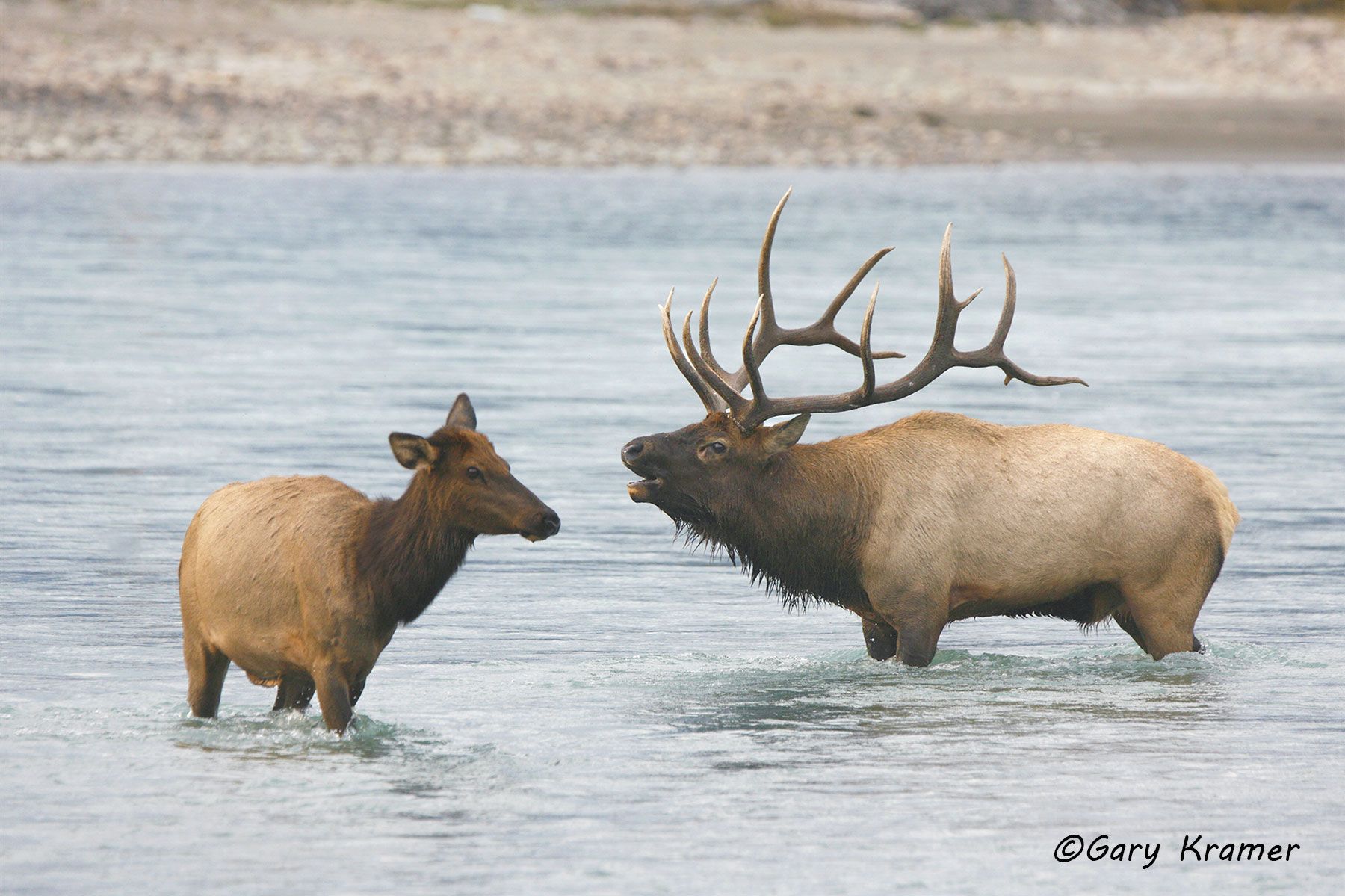 Rocky Mountain Elk (Cervus elaphus nelsoni) - NMERm#942d