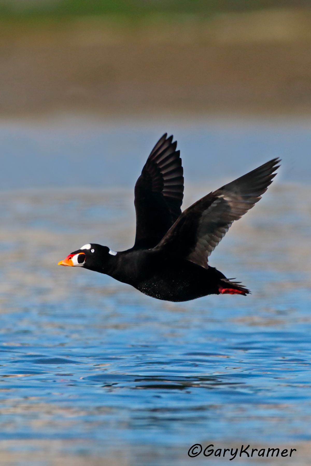 Surf Scoter (Melanitta perspicillata) - NBWSs#572d(2)