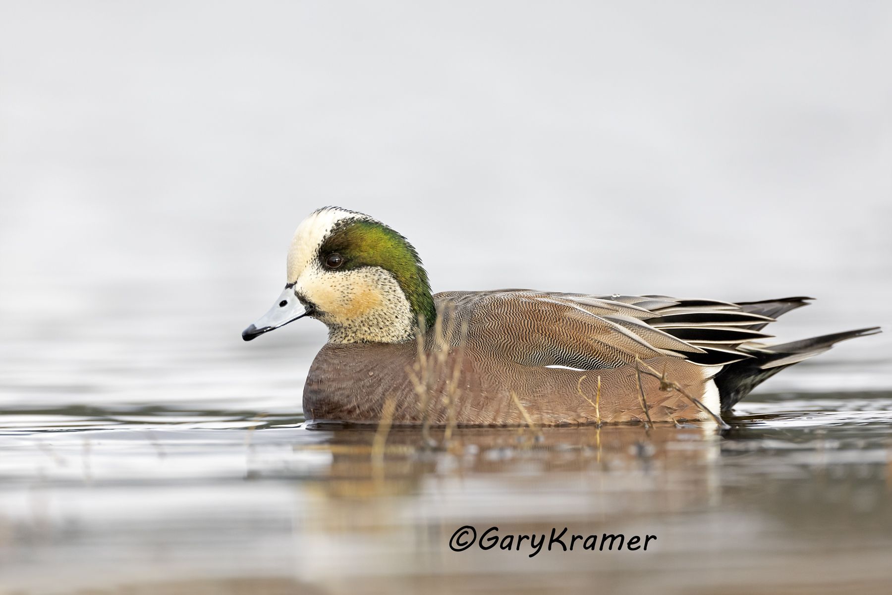 American Wigeon (Anas americana) - NBWW#2388d