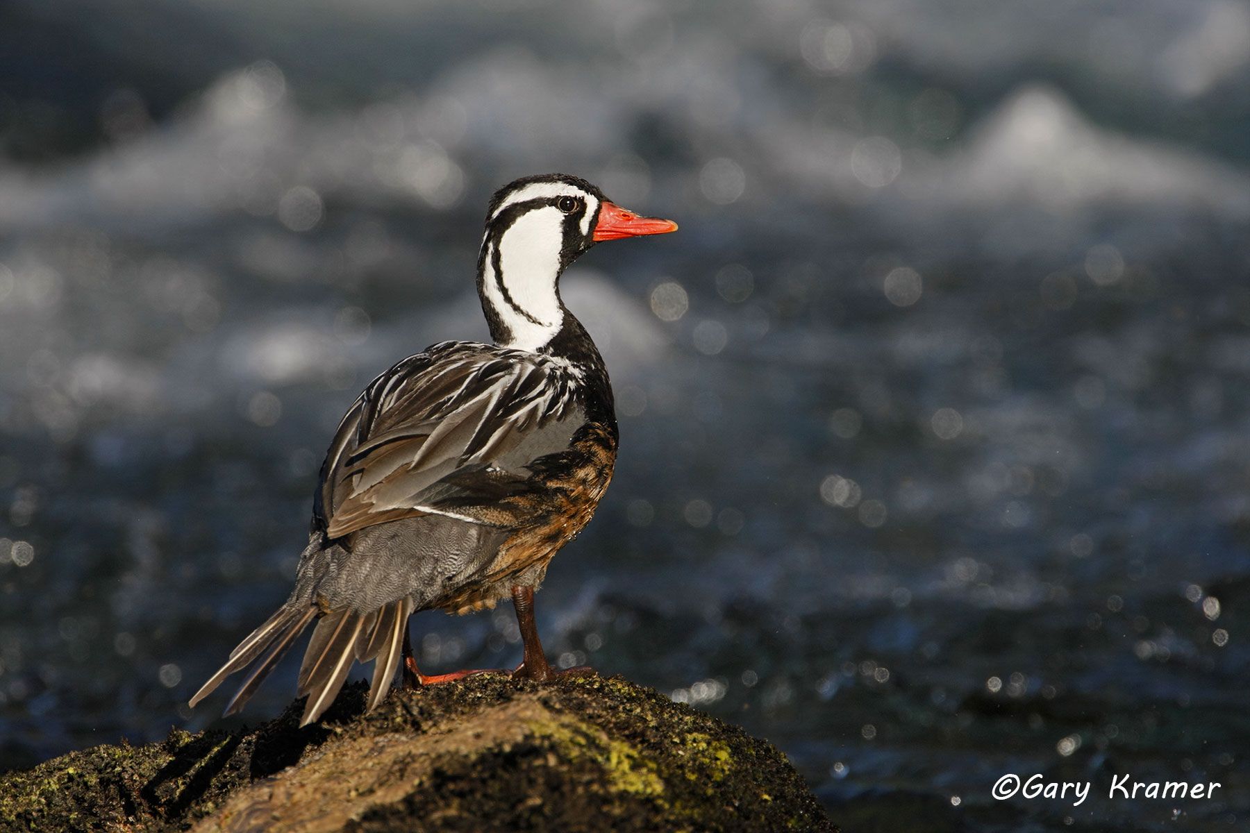 Torrent Duck (Merganetta armata) - SBWO#023d (Chile)