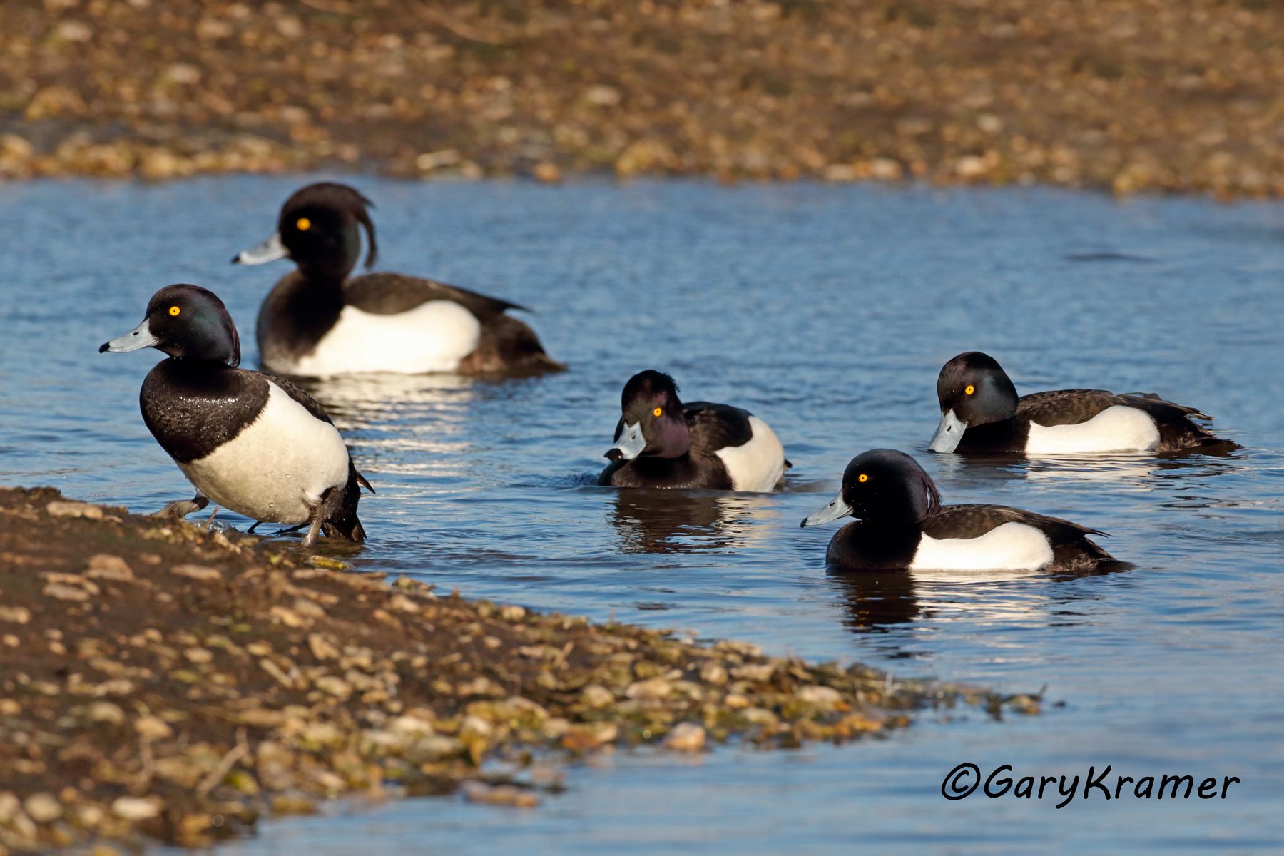 Tufted Duck (Aythya fuligula)  Tufted Duck (Aythya fuligula) - EBWT#205d(2)