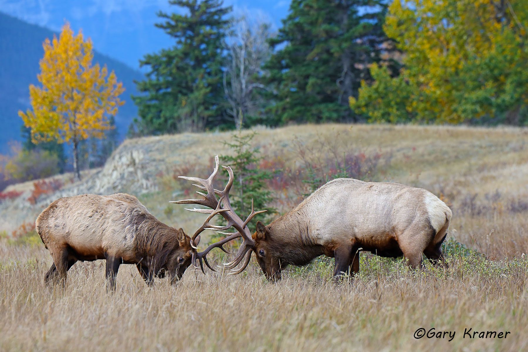 Rocky Mountain Elk (Cervus elaphus nelsoni) - NMERm#2663d
