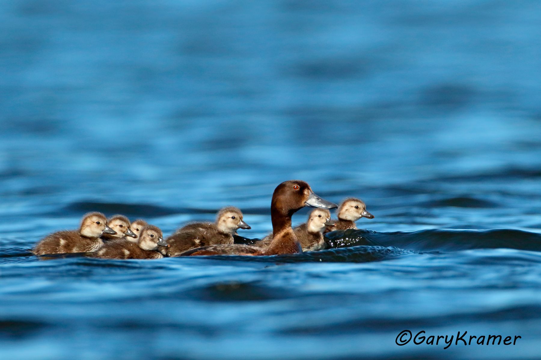 New Zealand Scaup (Aythya novaeseelandiae) New Zealand Scaup (Aythya novaeseelandiae) - OBWSn#346d
